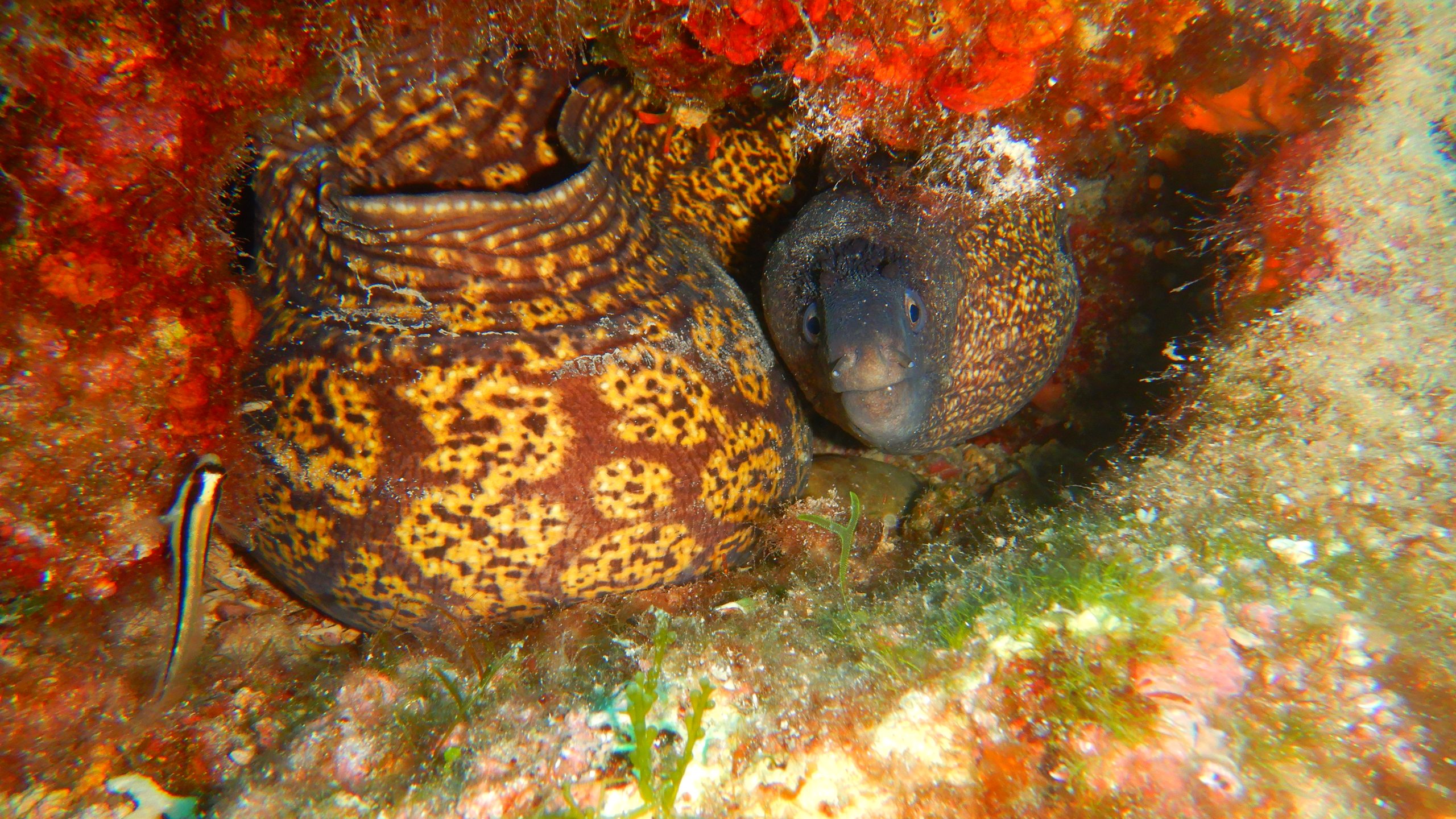 Stracinska photo 2