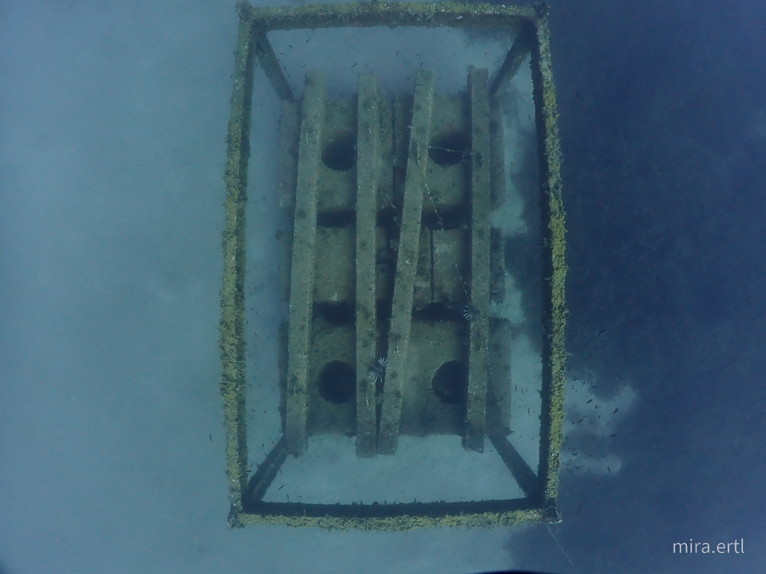 Artificial Reef photo 3