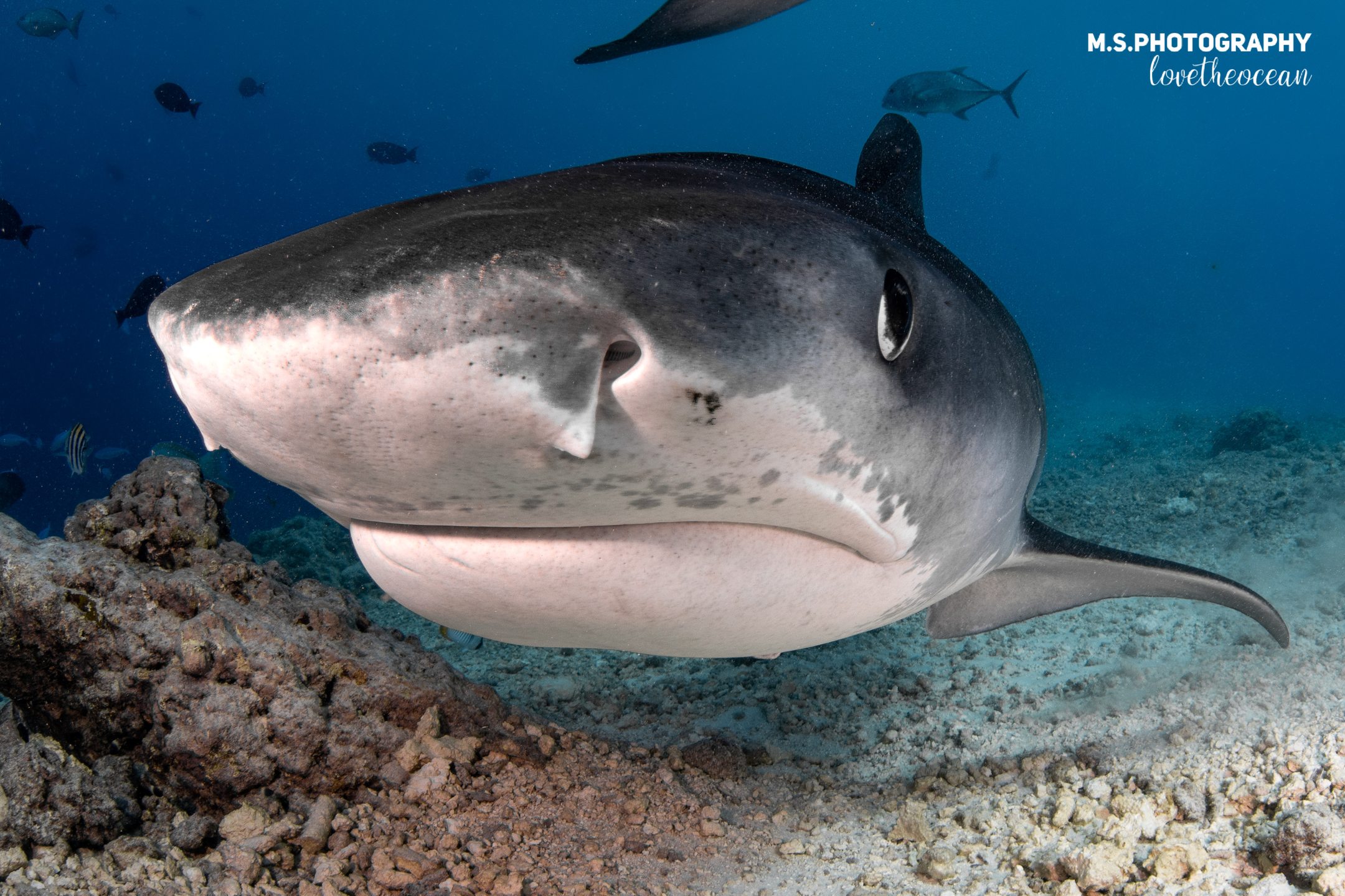 Tiger shark dive site photo 4