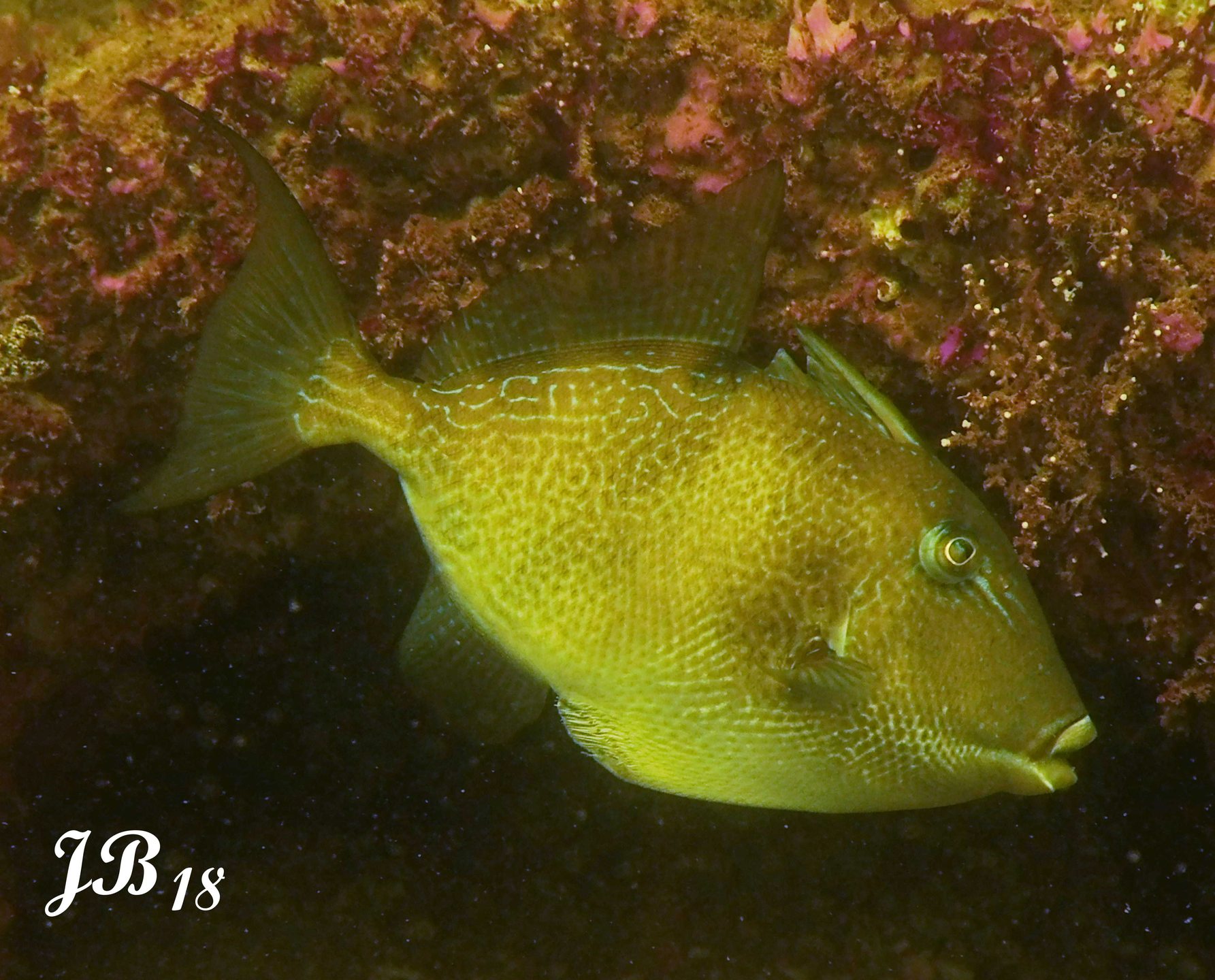 First Reef photo 2