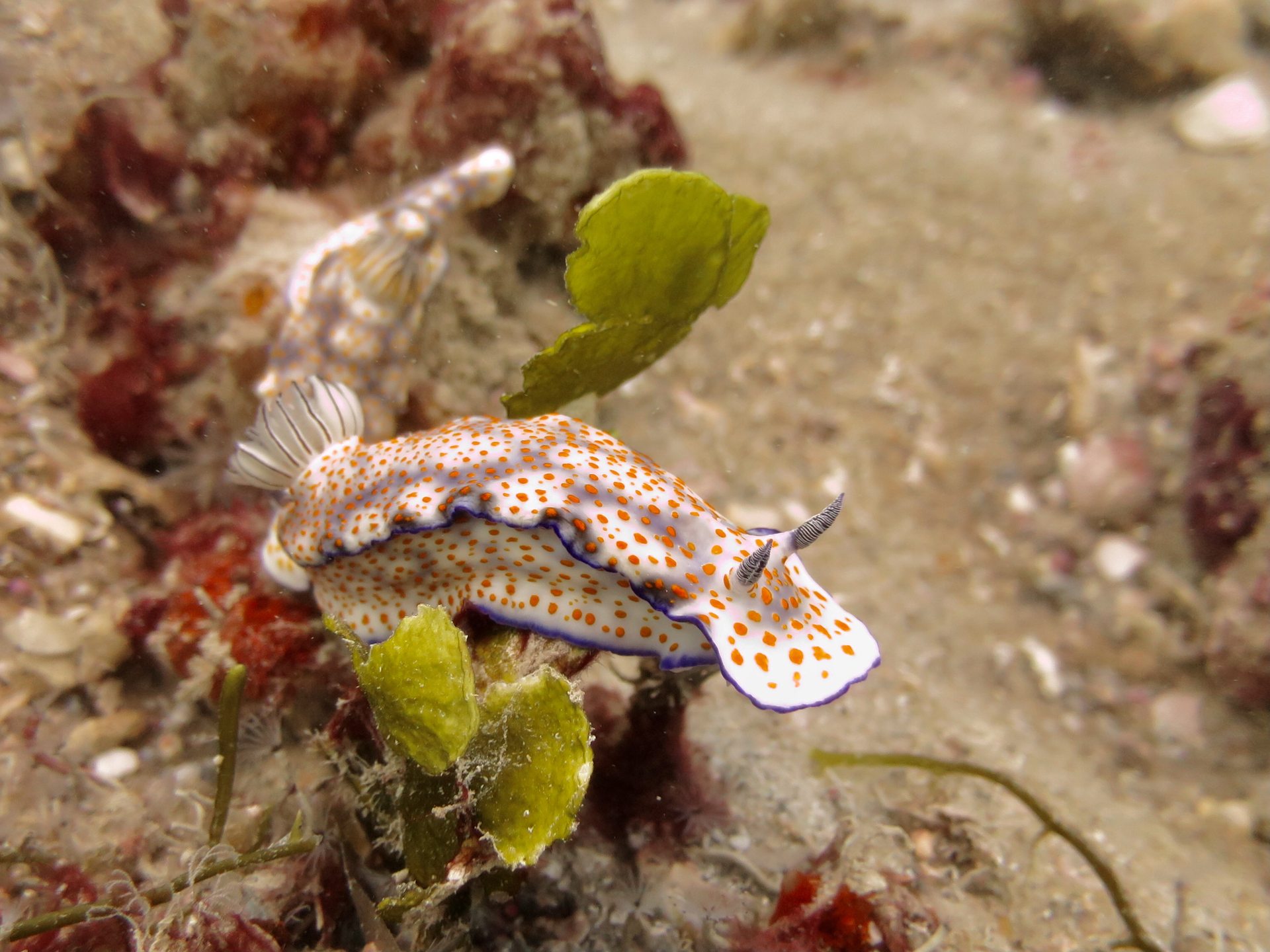 Nudi City
