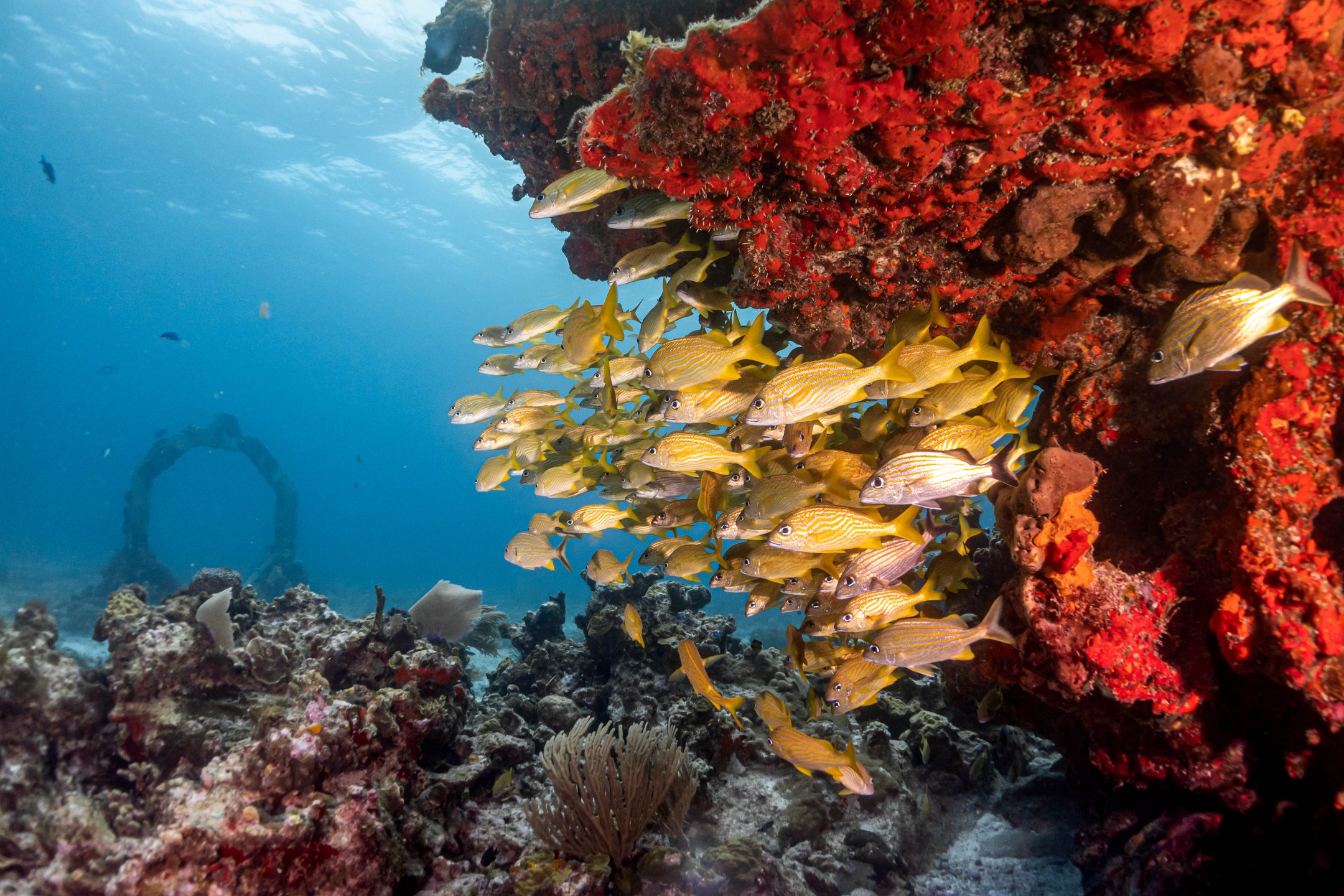 MUSA cancun underwater museum photo 8