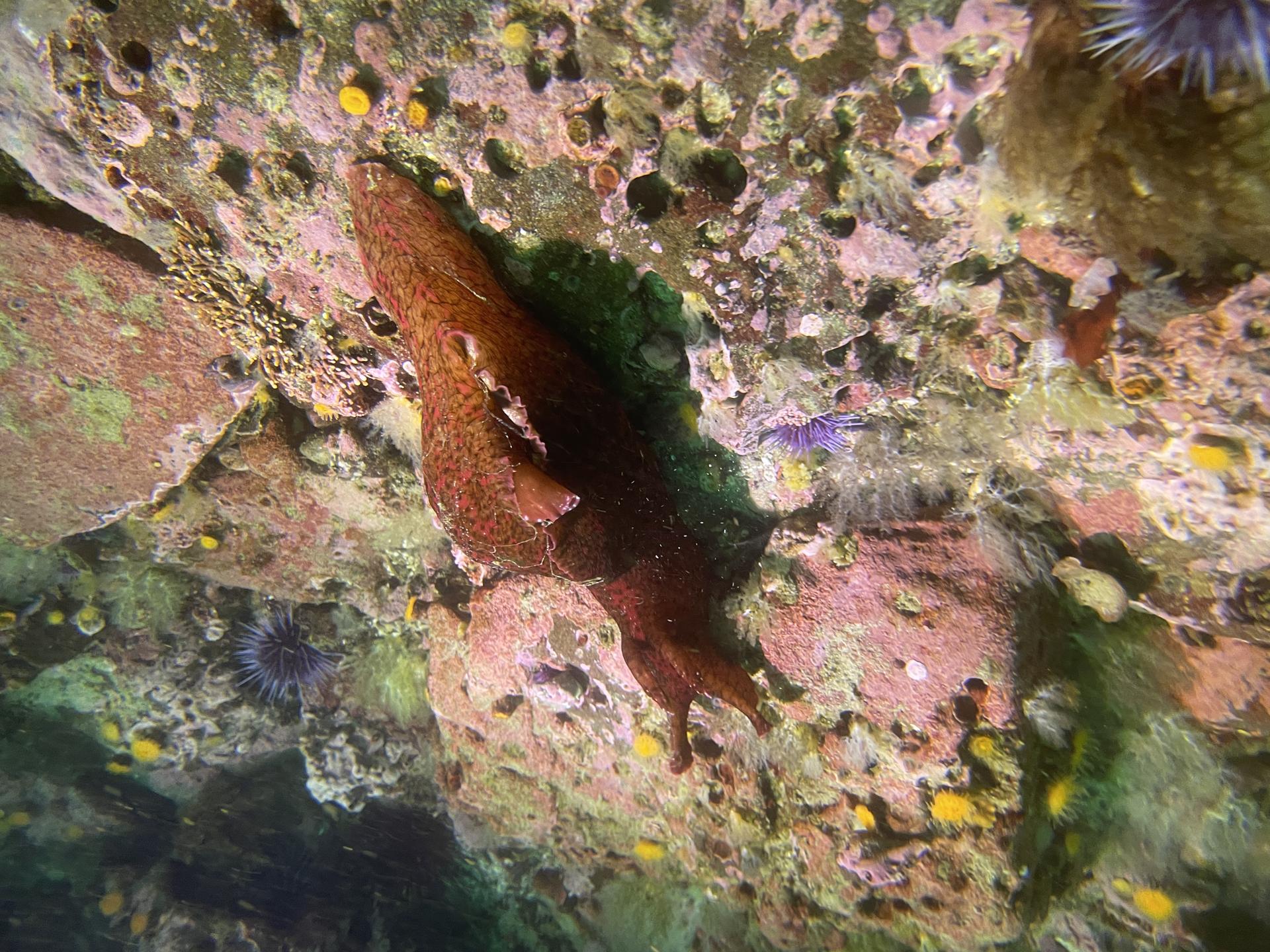 San Miguel Island photo 8