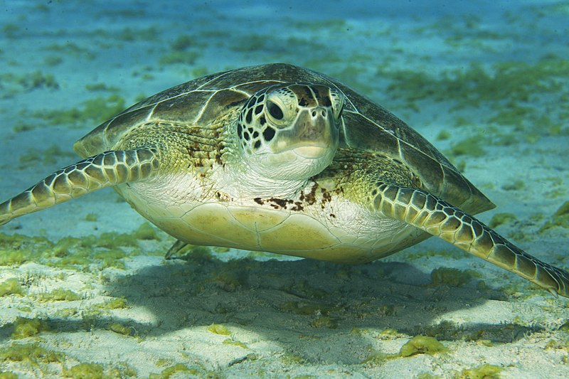 Reyes Reef