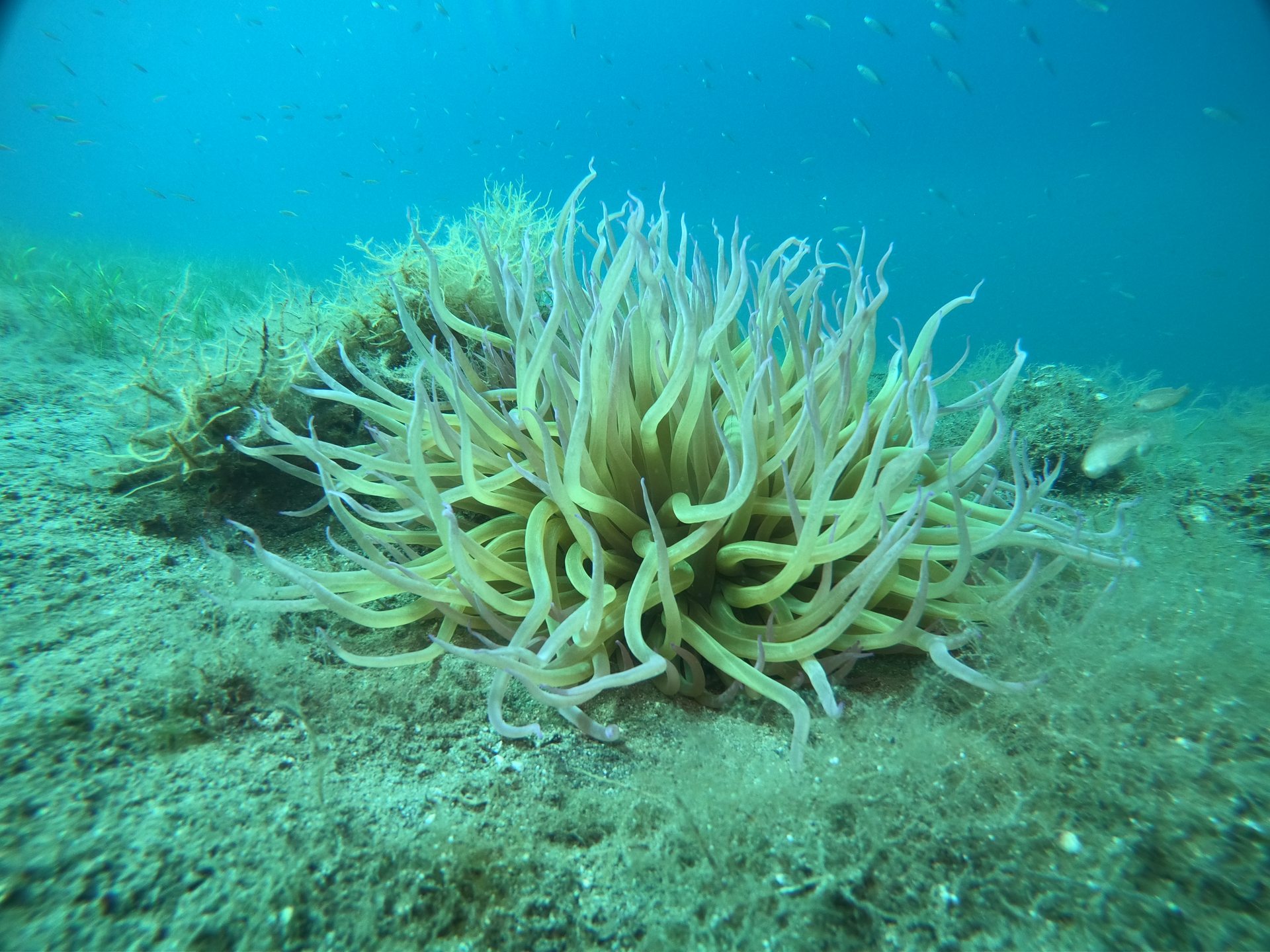 Limni reef 2 photo 14