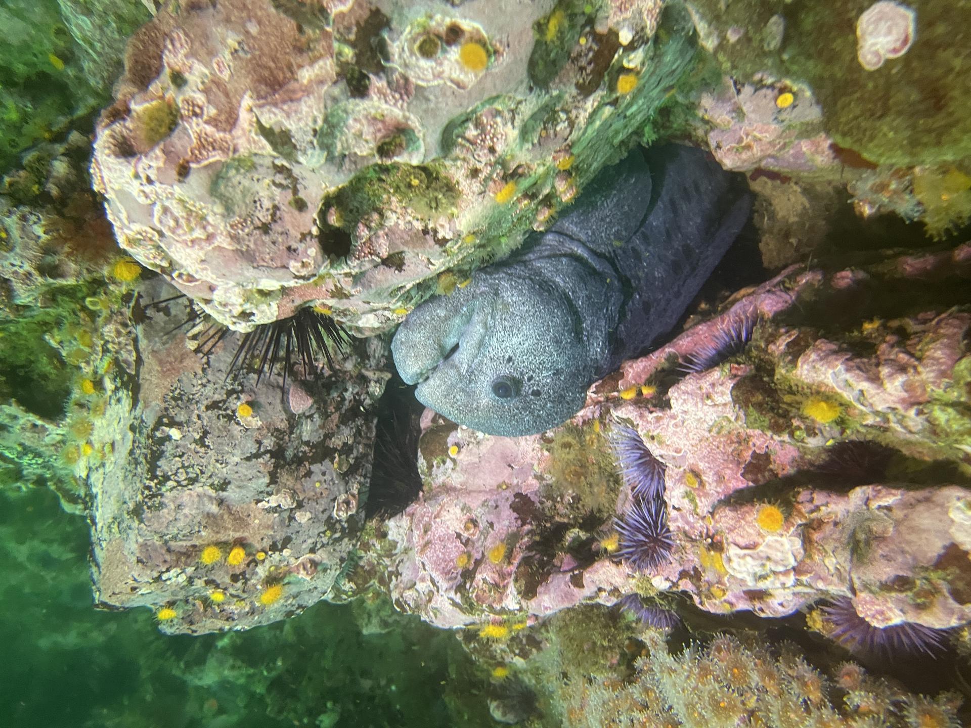 San Miguel Island photo 11