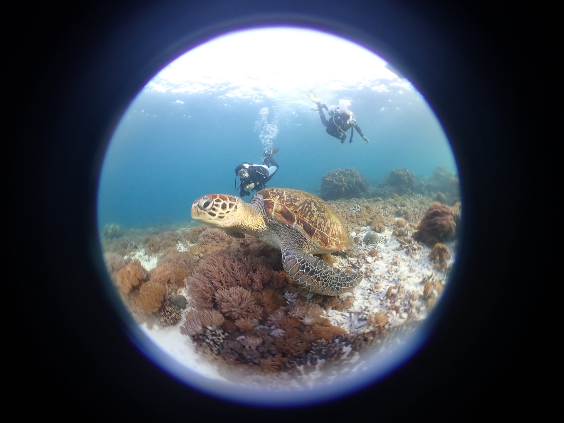 Manta Point