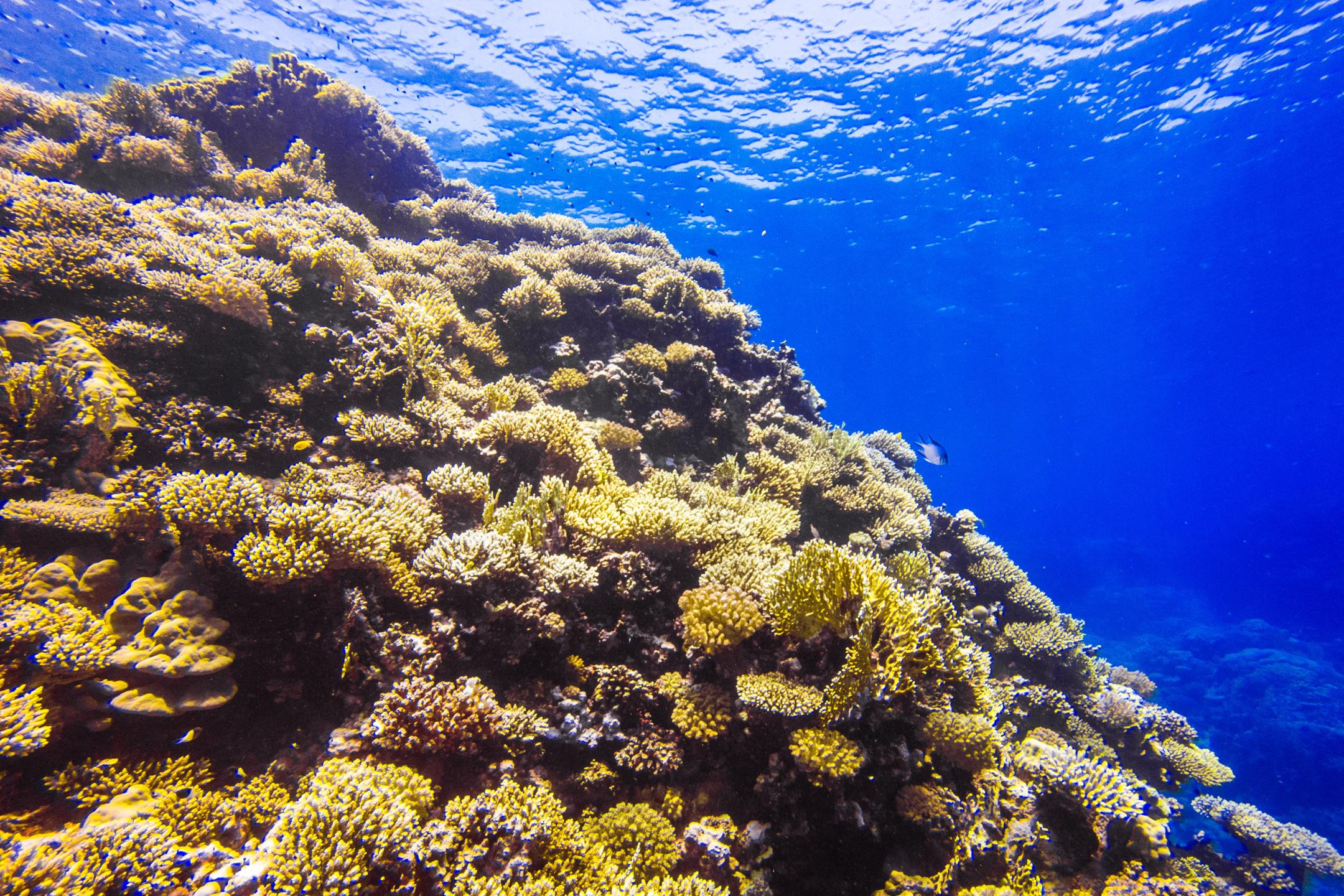 Um Halhala Divesite photo 14