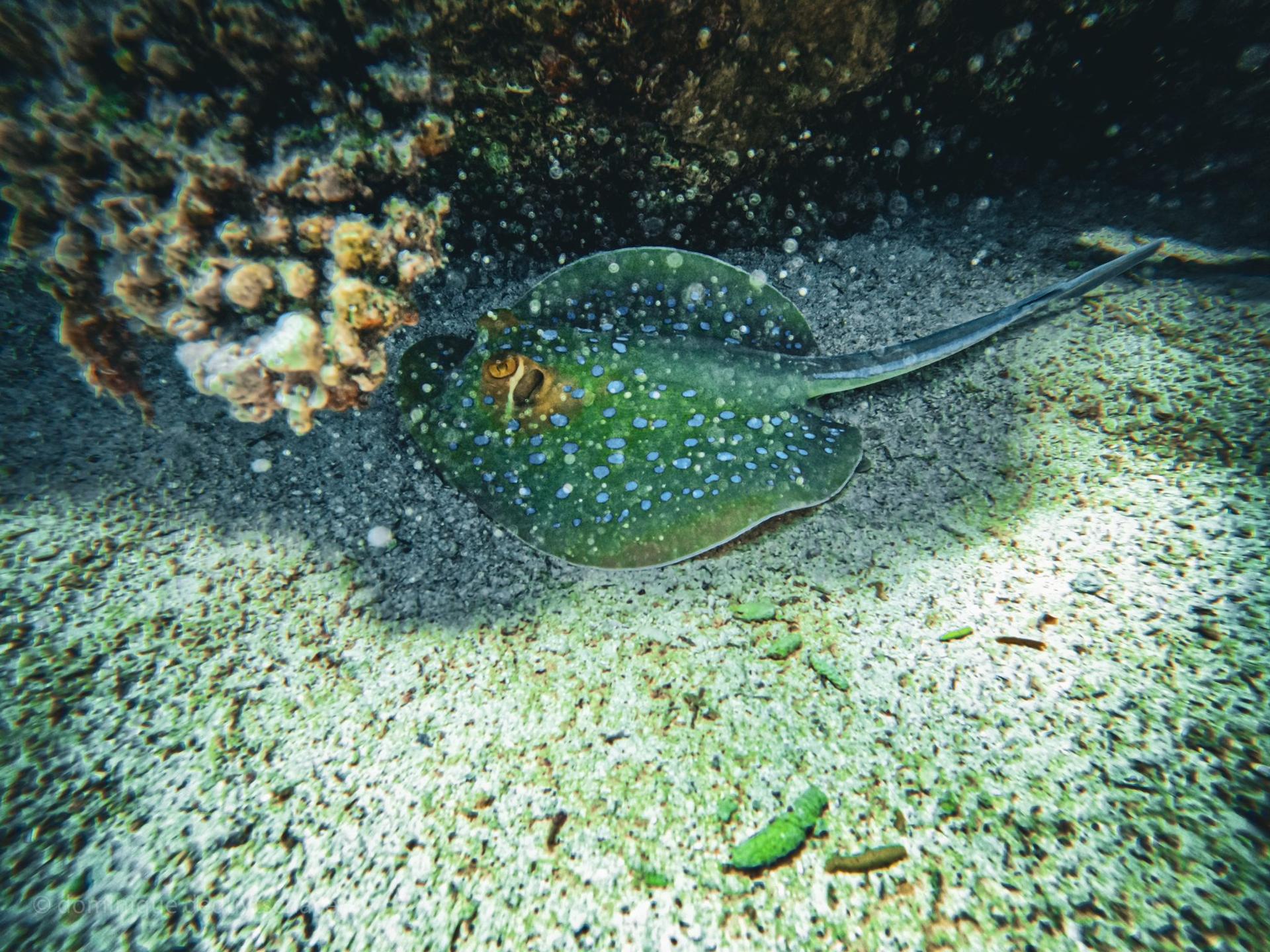 yolanda house reef photo 5