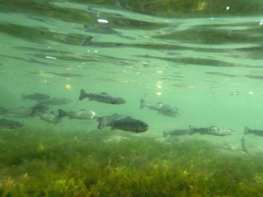 Fischmühle photo 4