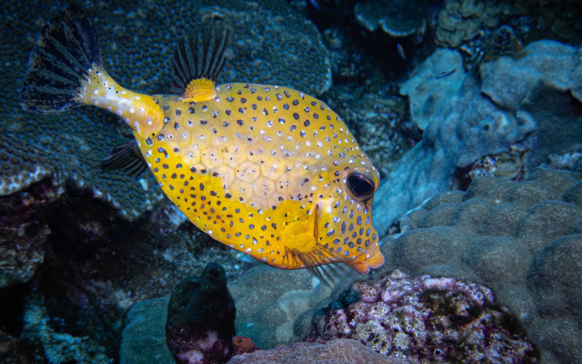 Flower Gardens Banks National Marine Sanctuary photo 5