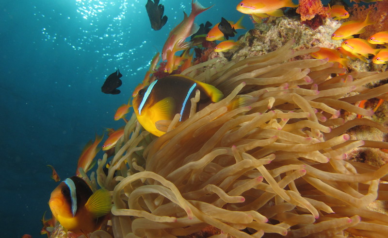Anemone Bay North Solitary Island photo 4