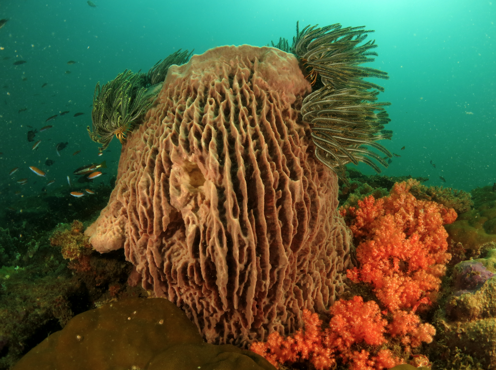Abana Reef