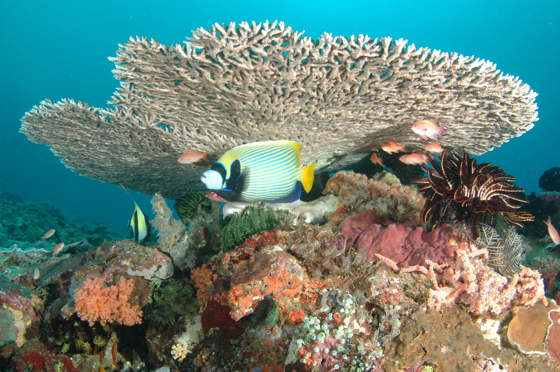 Gili Tepekong photo 3