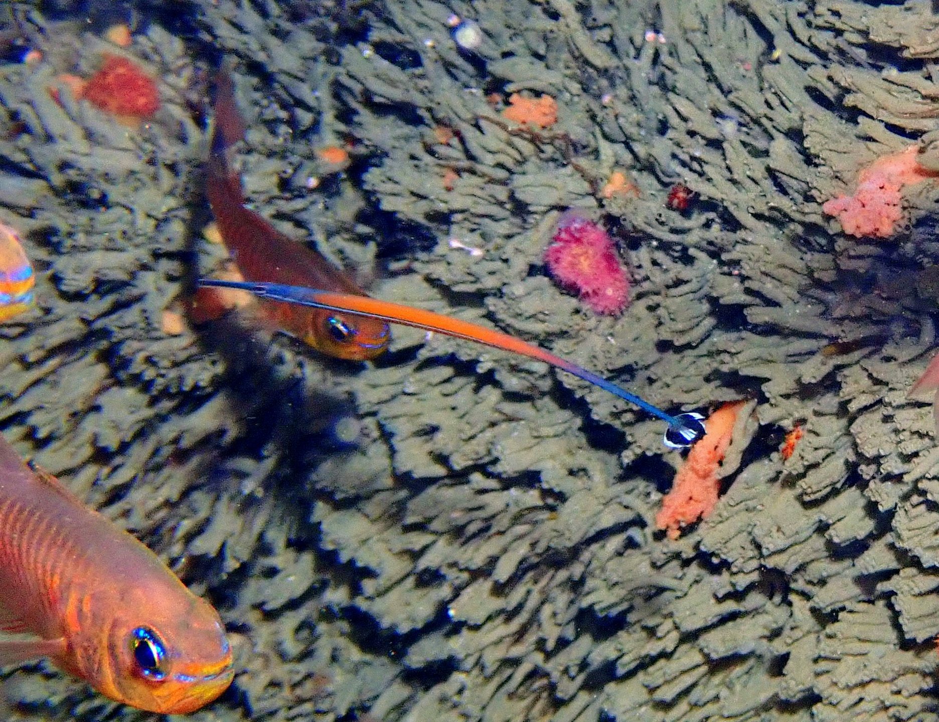 Soyak Island photo 3