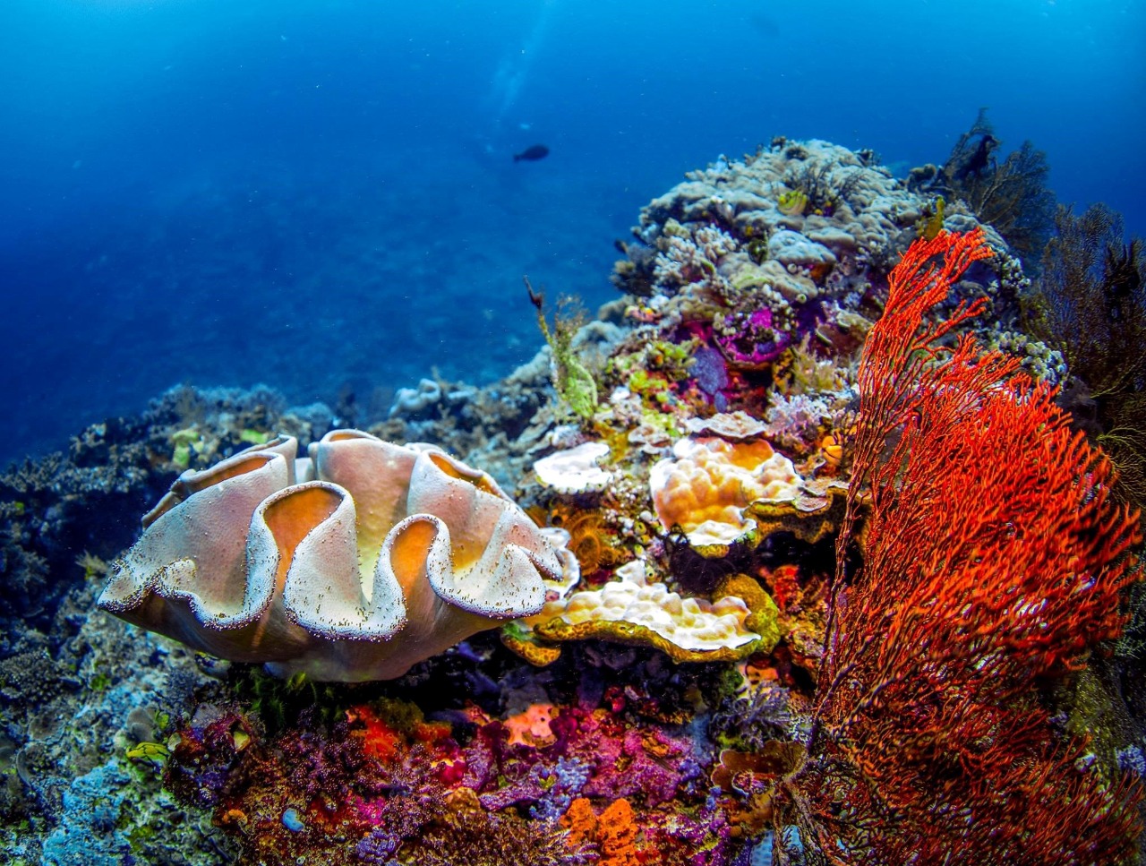 Sardine reef
