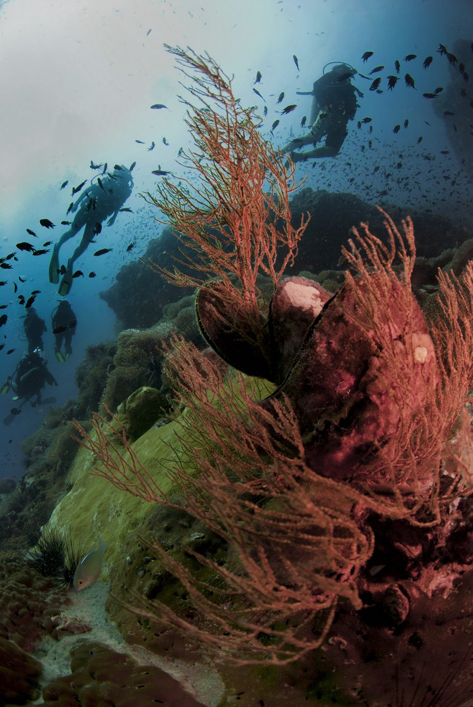 Chumphon Pinnacle photo 10
