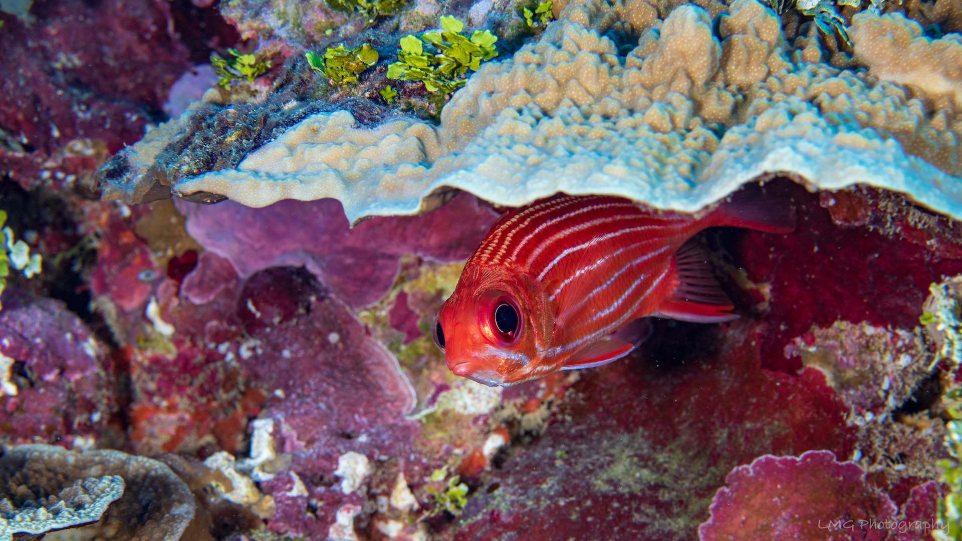 Hap's Reef photo 9