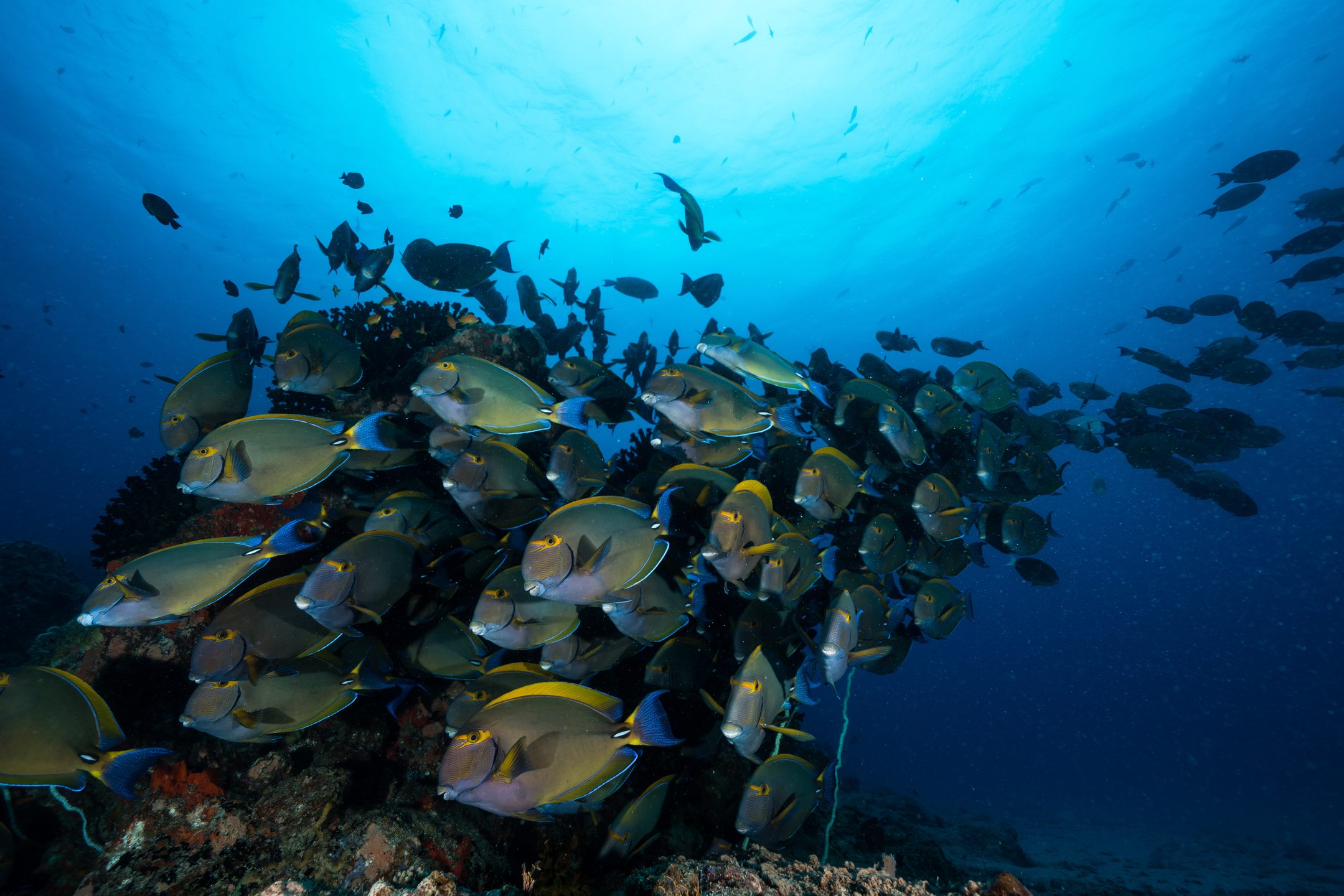 Two Mile Reef photo 4