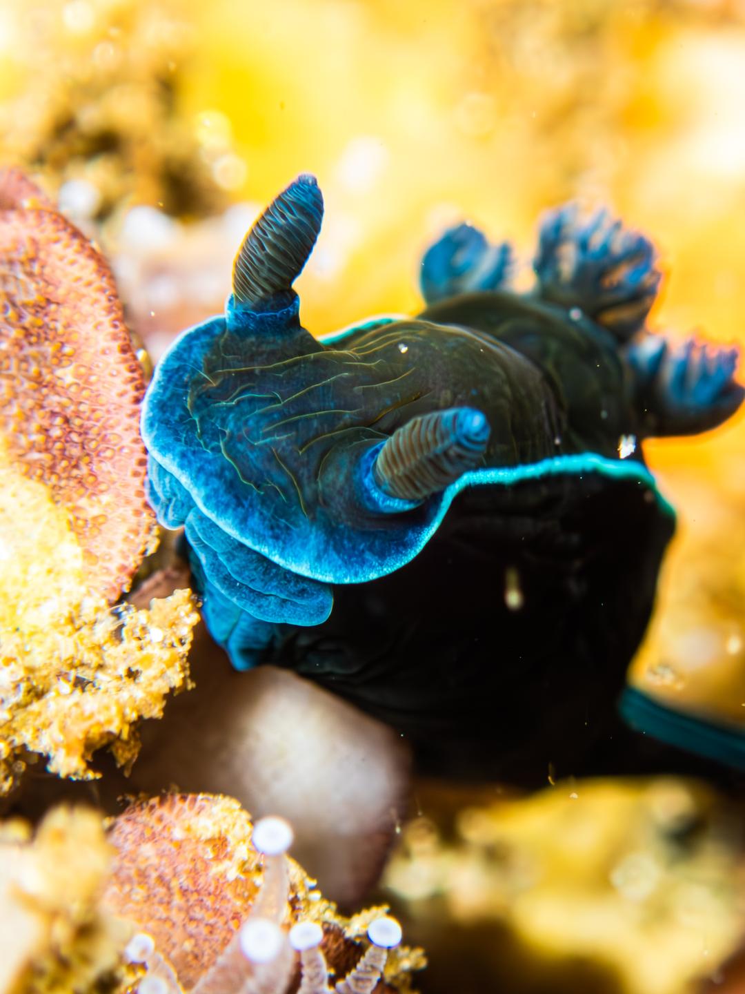 Atlantis Reef photo 8