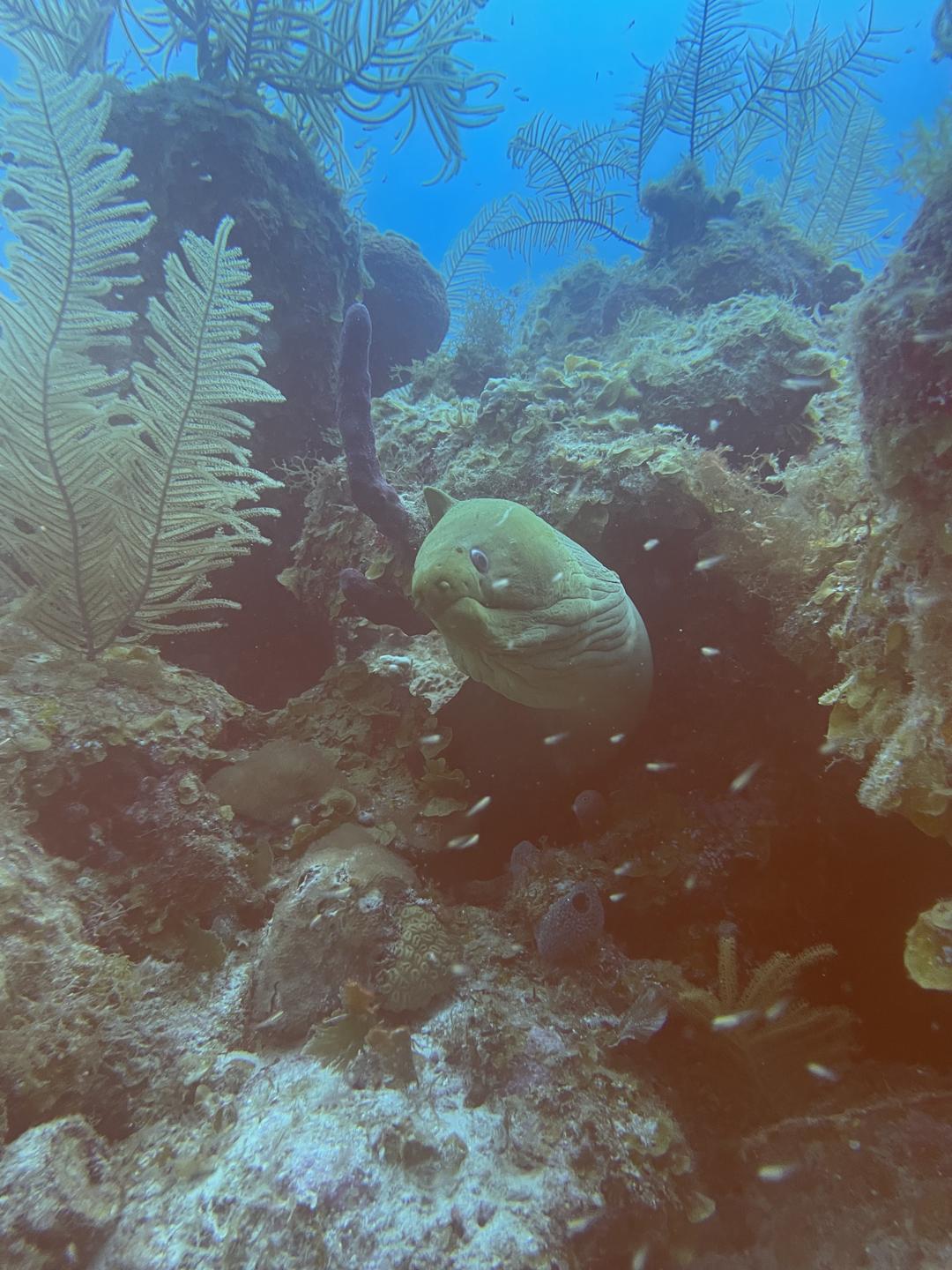 Chromis