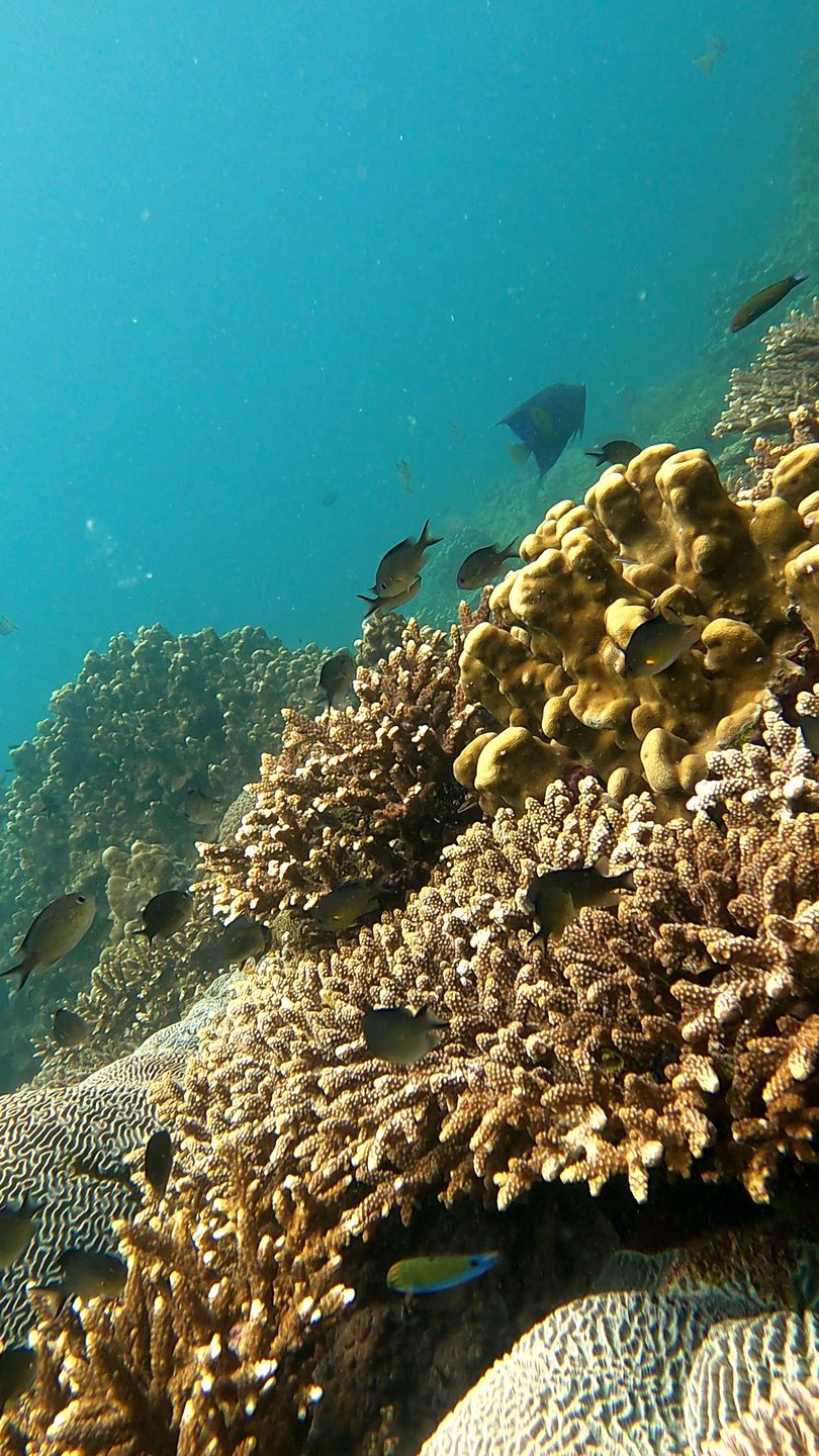 Pipi Beach photo 8