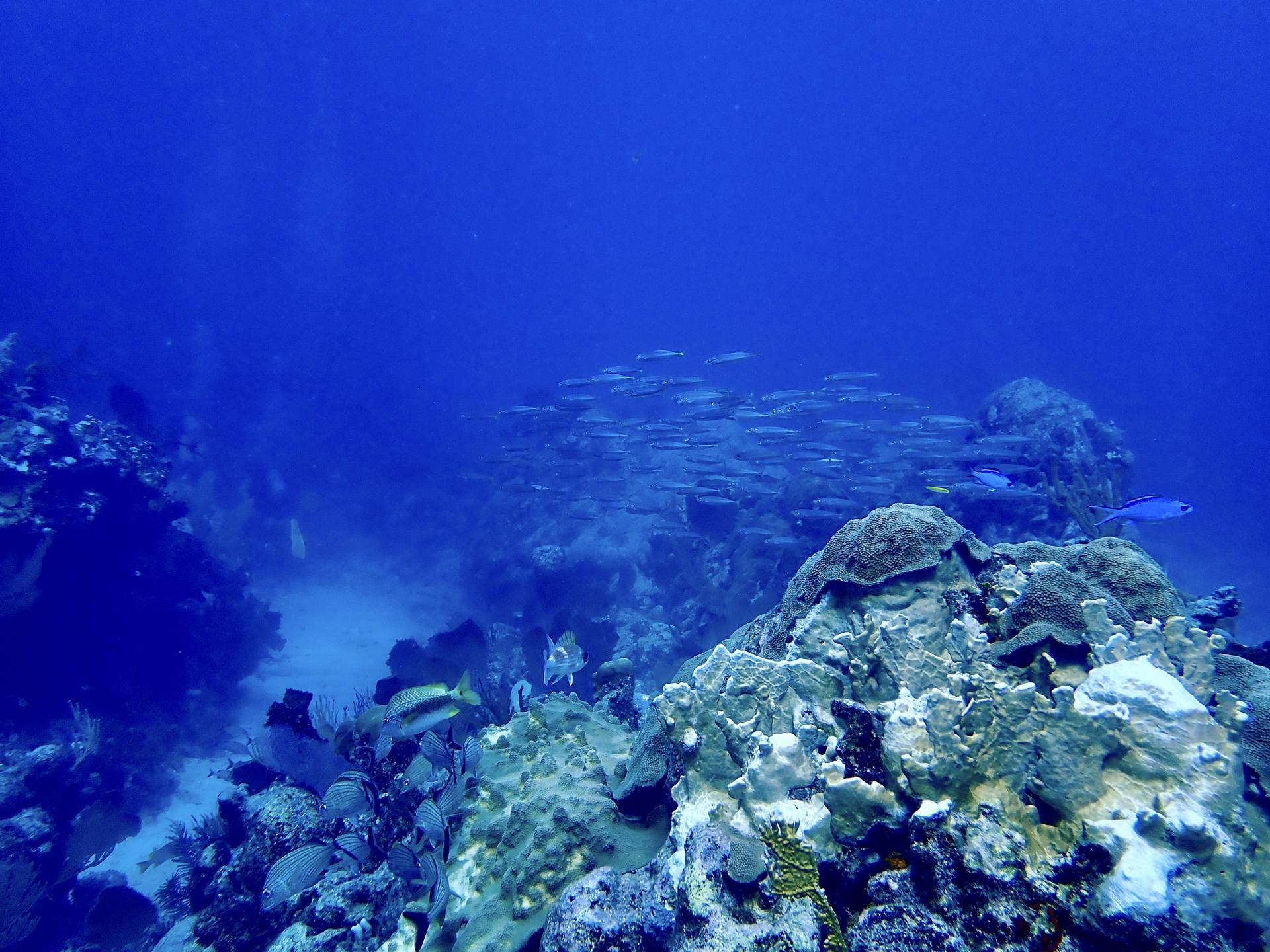 Ballena photo 4