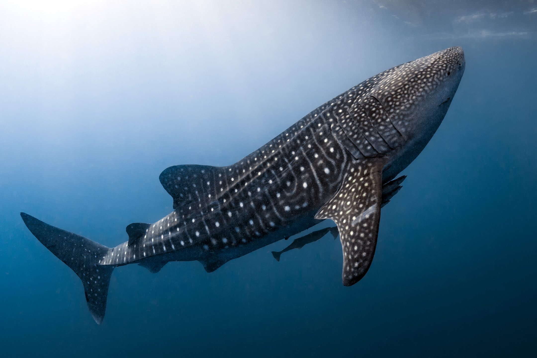 Chumphon Pinnacle photo 11