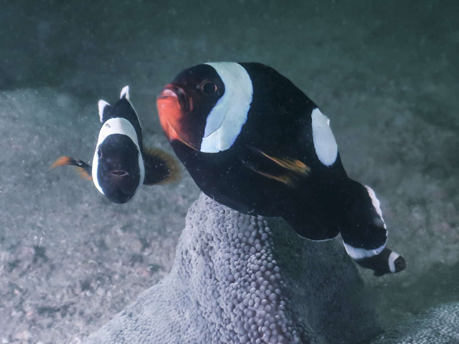 Koh Sak Deep Reef