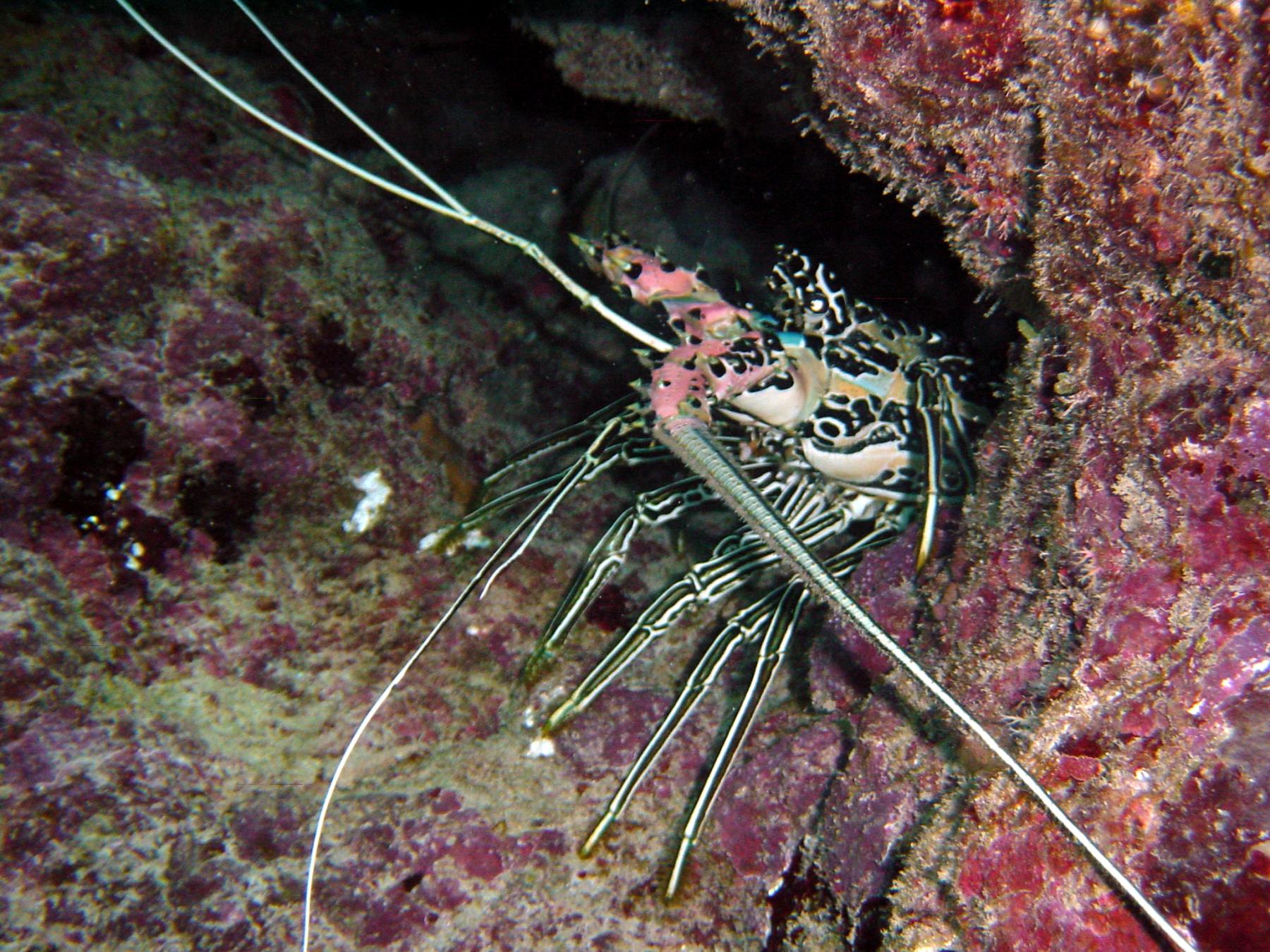 Flynn Reef photo 15
