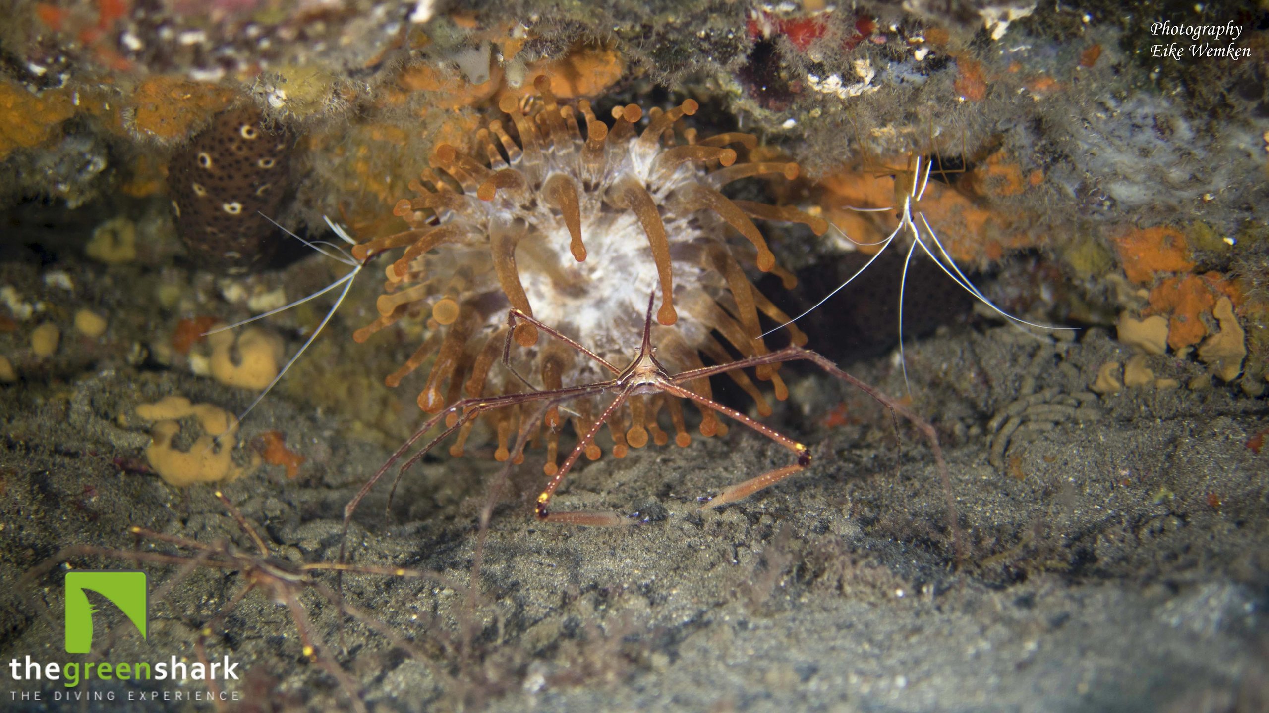 Baja Bocarones photo 3