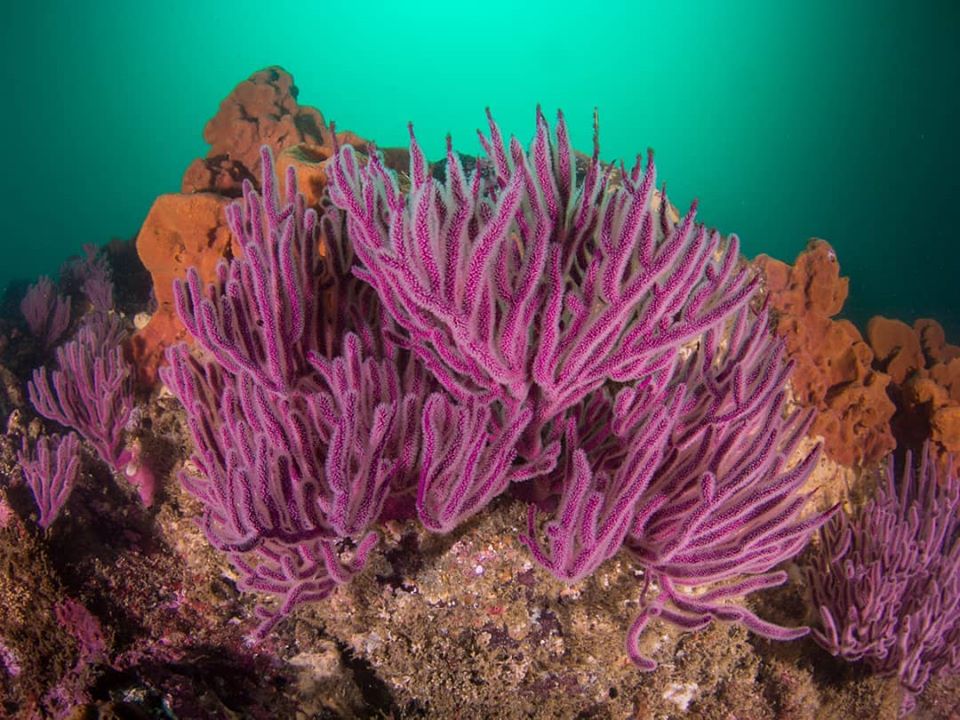 Mola Mola photo 3