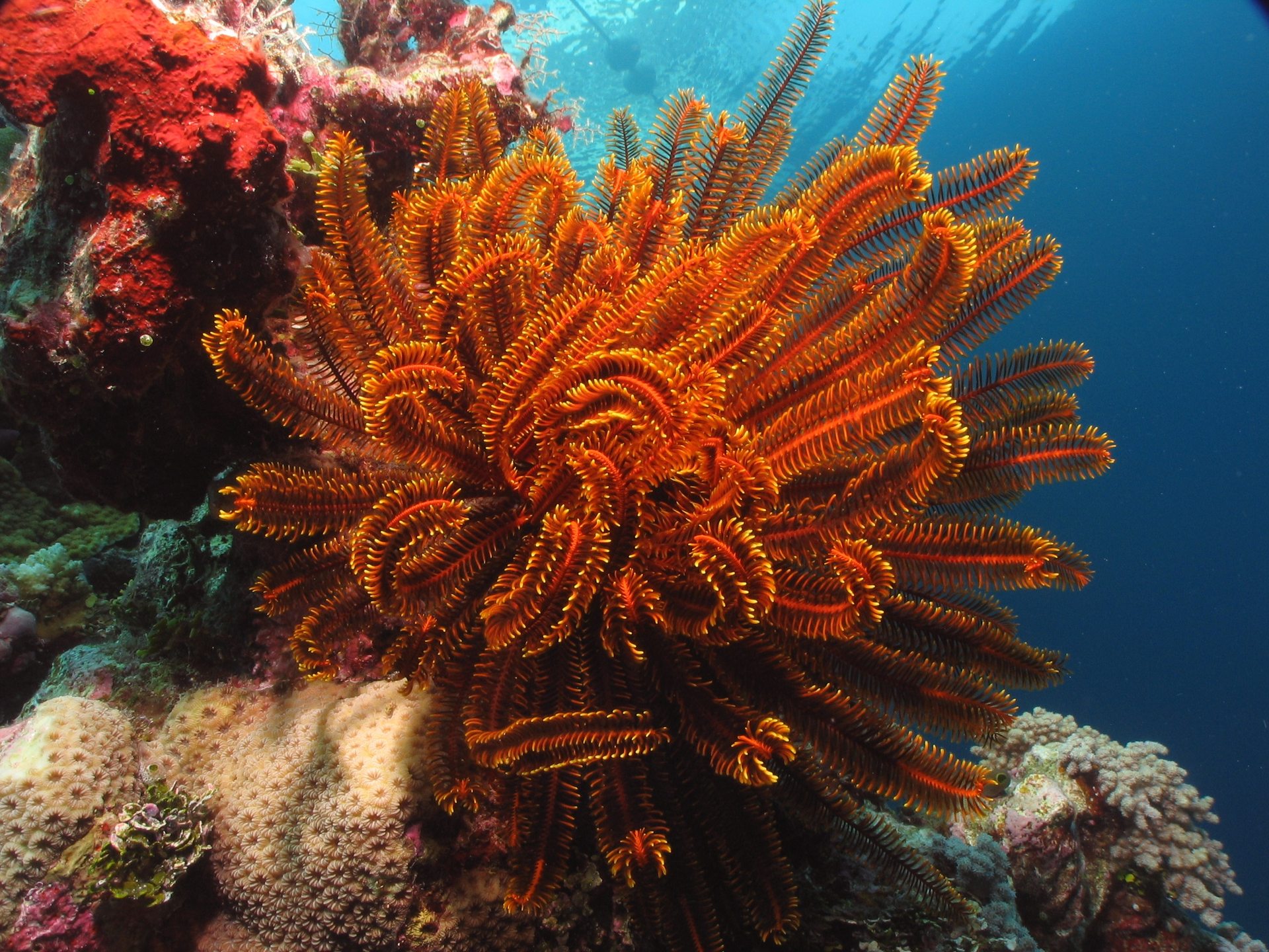 Flynn Reef photo 20
