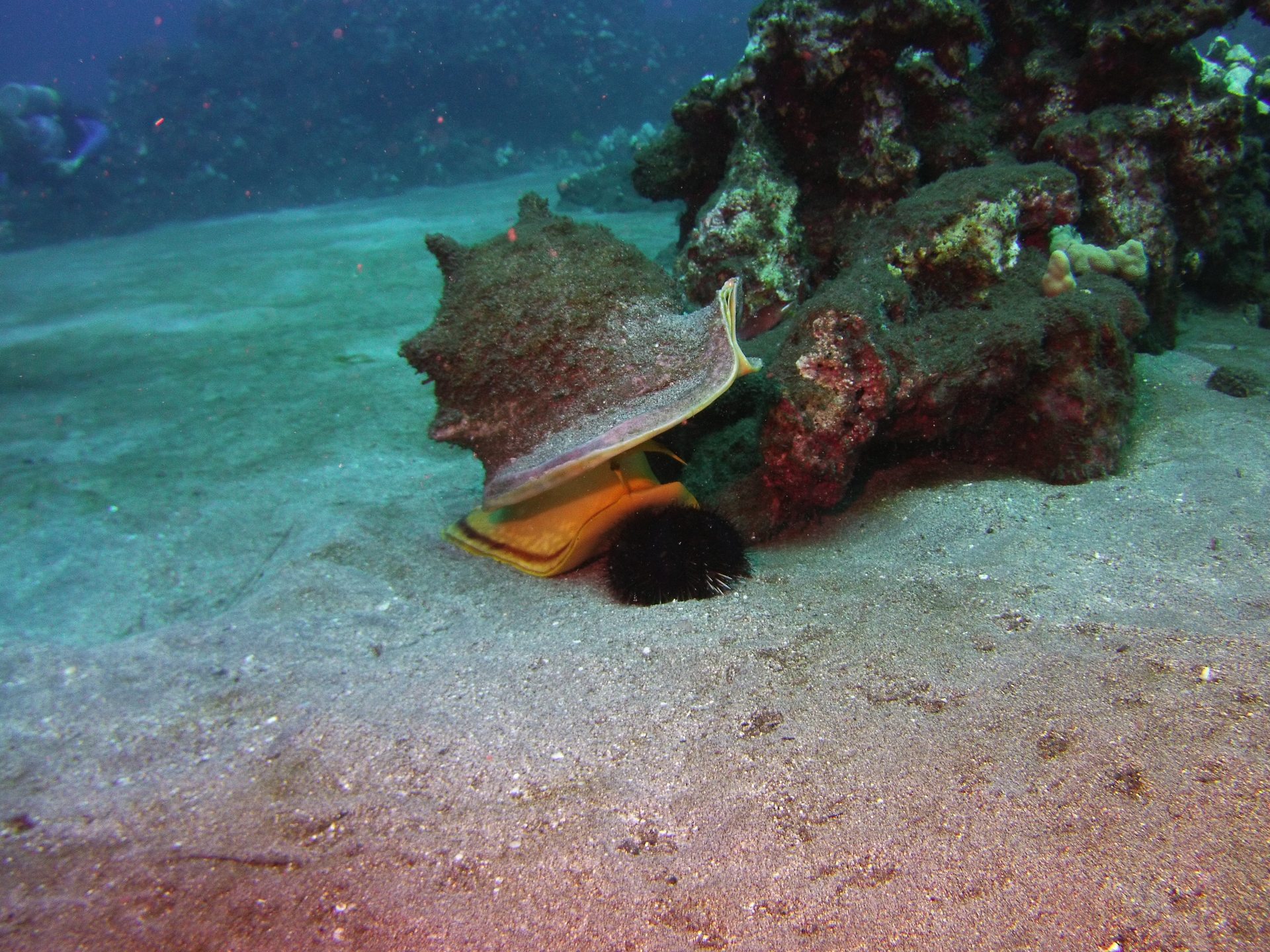 Outside Crystal Cove photo 2