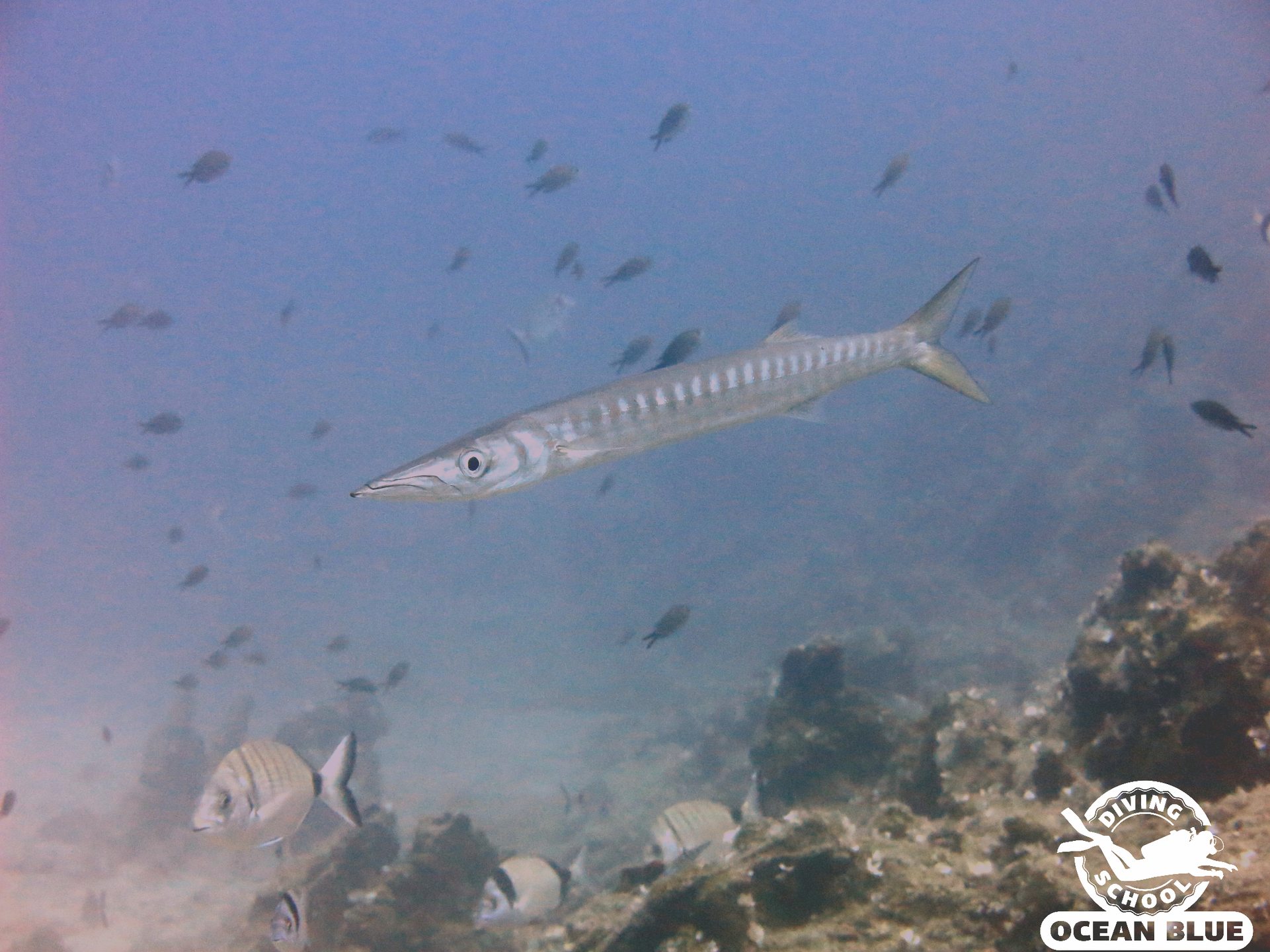 Repio island - Dive site 1