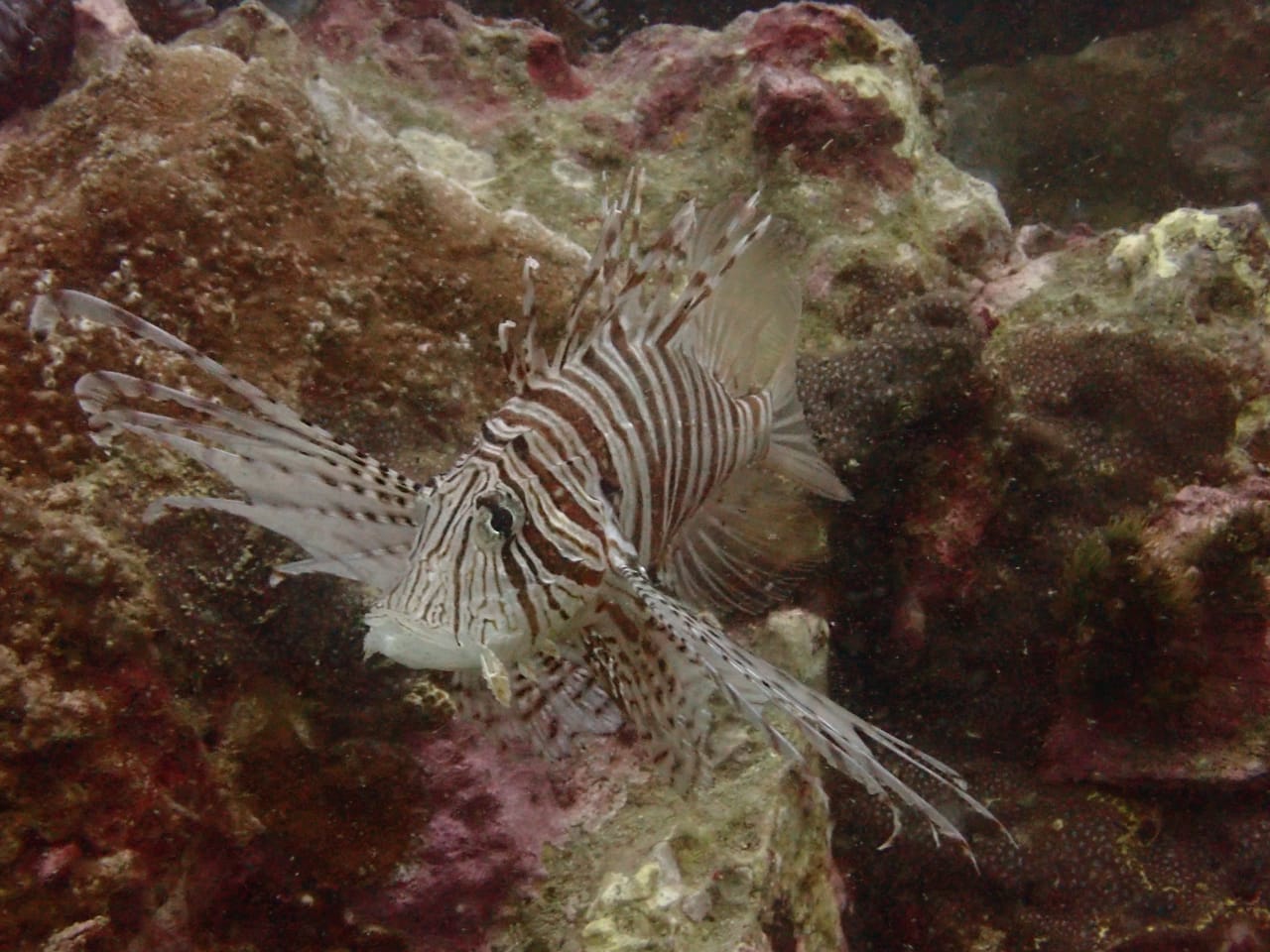 Chumphon Pinnacle