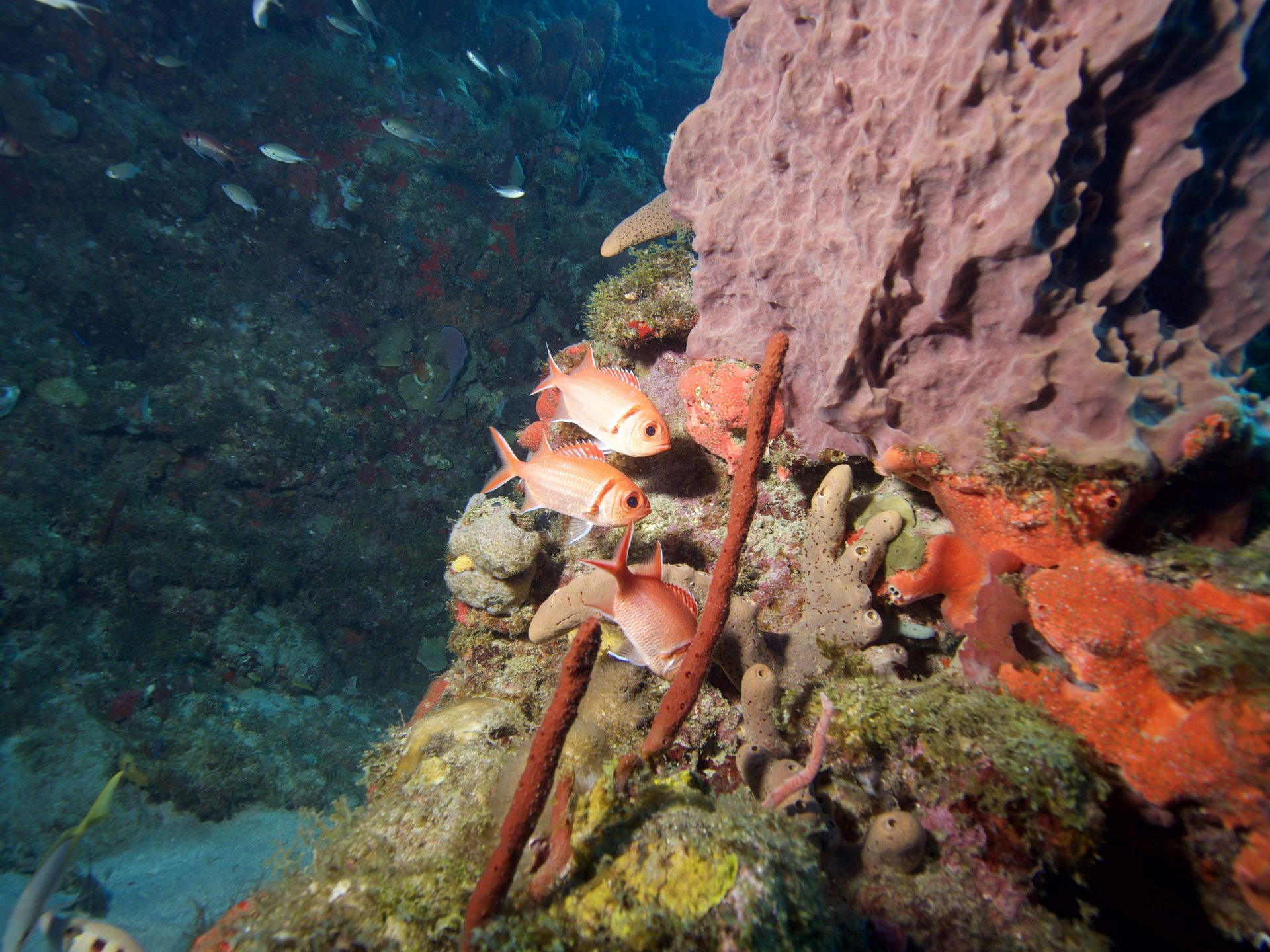 Reserve Cousteau North wall photo 2