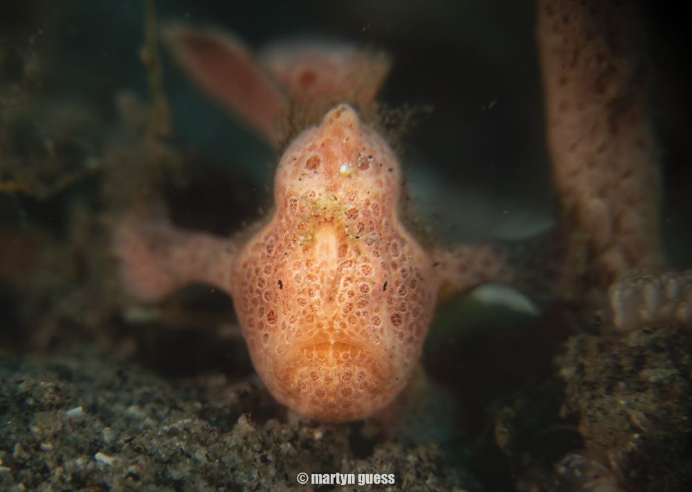 Atmosphere House Reef photo 2