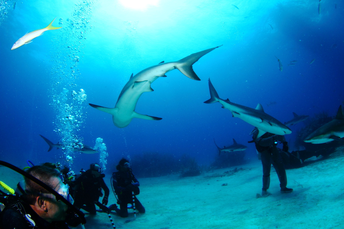 Shark Junction photo 3