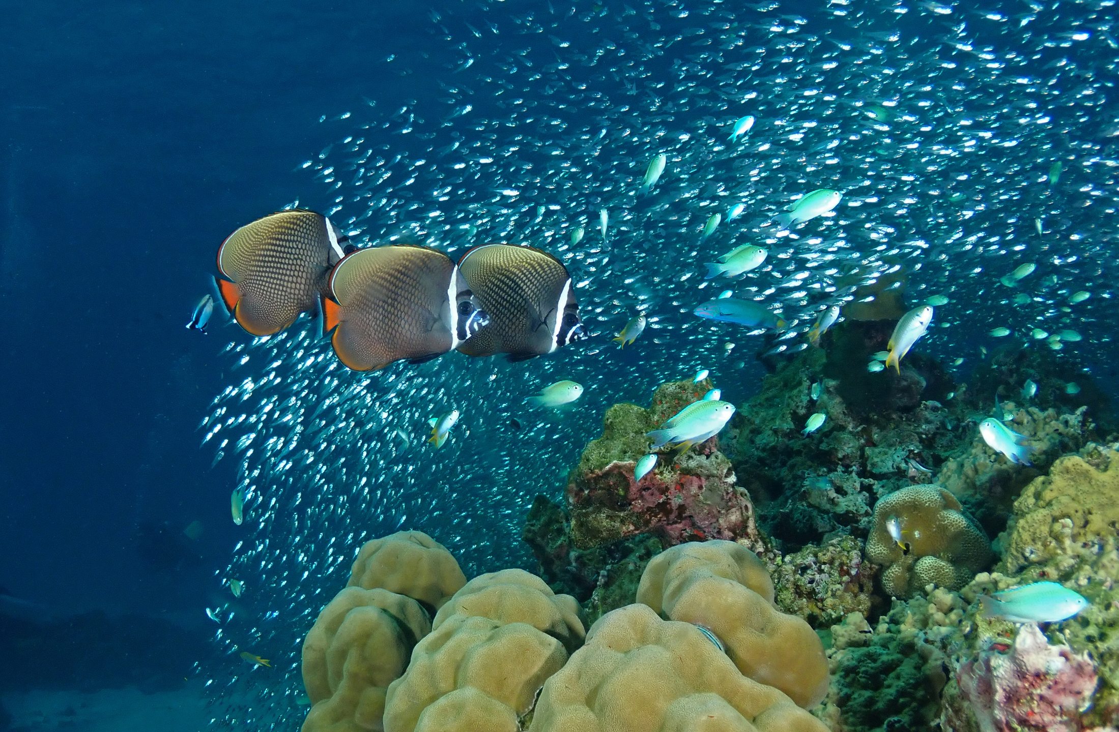Banana Bay Racha Noi photo 4