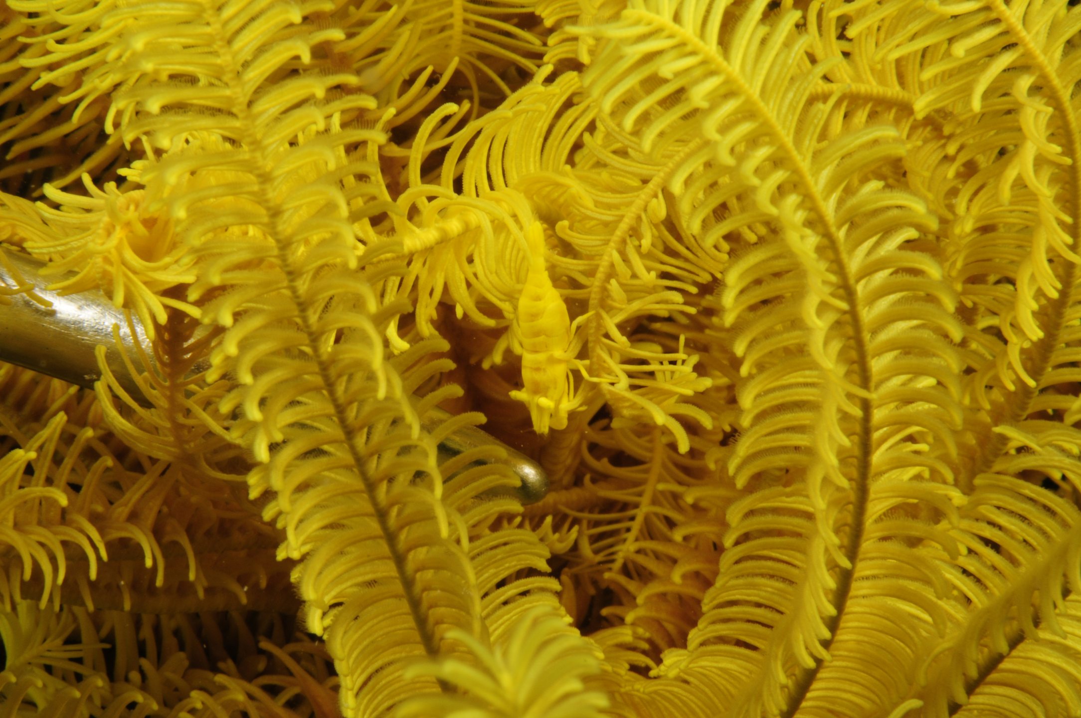 Menjangan Island photo 2