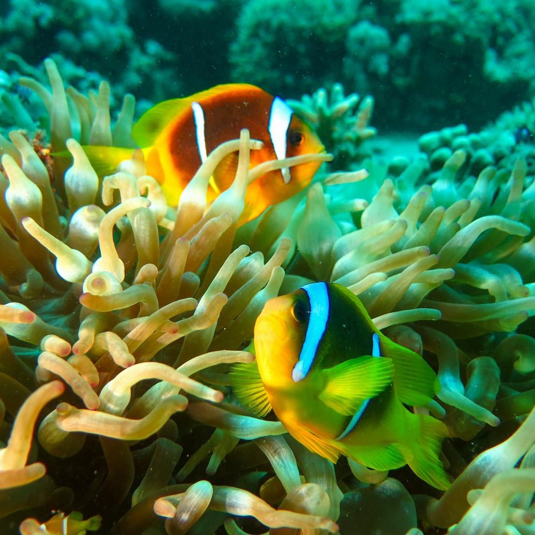 Makadi house reef photo 5
