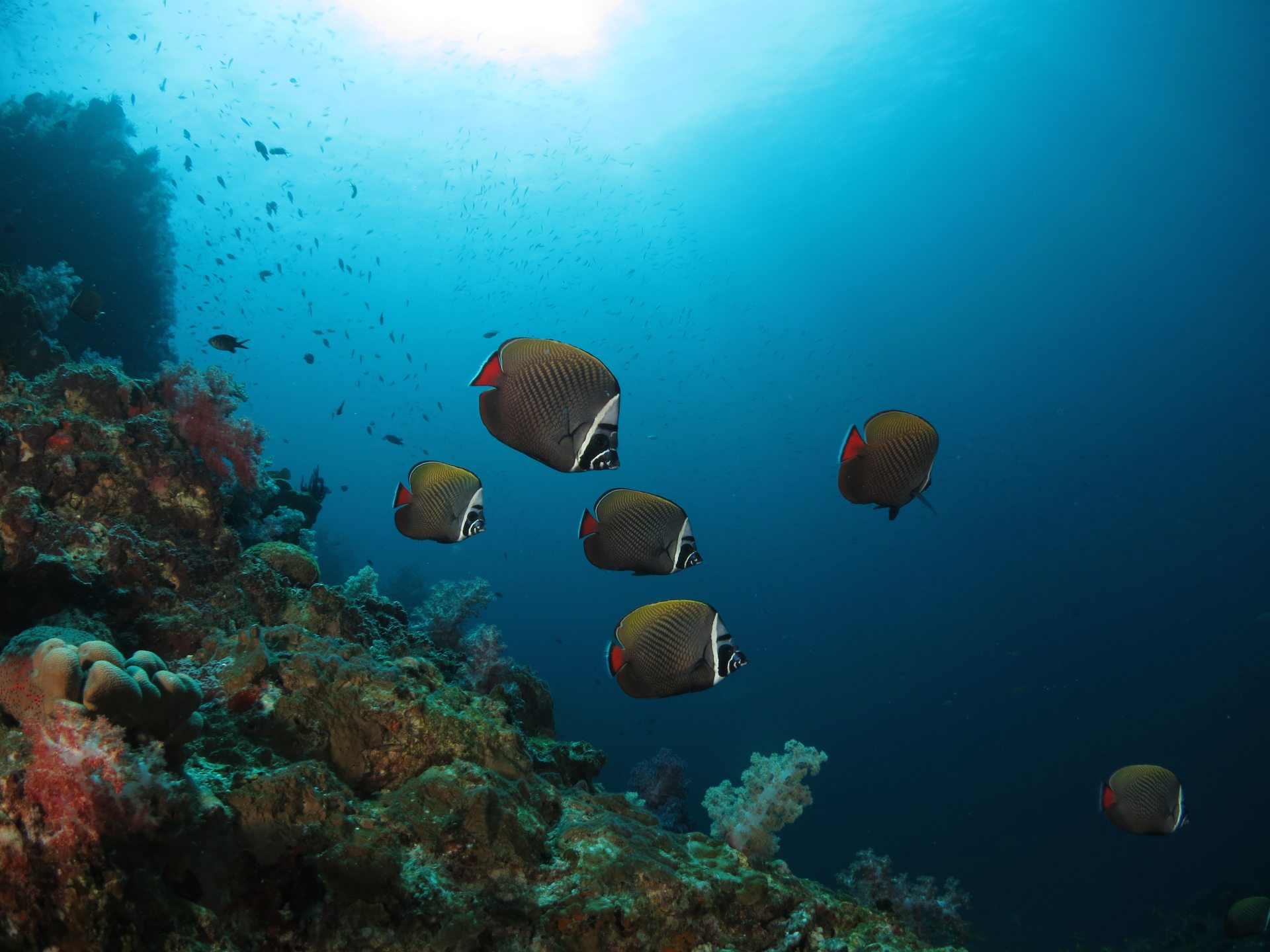 Leopard Reef photo 2