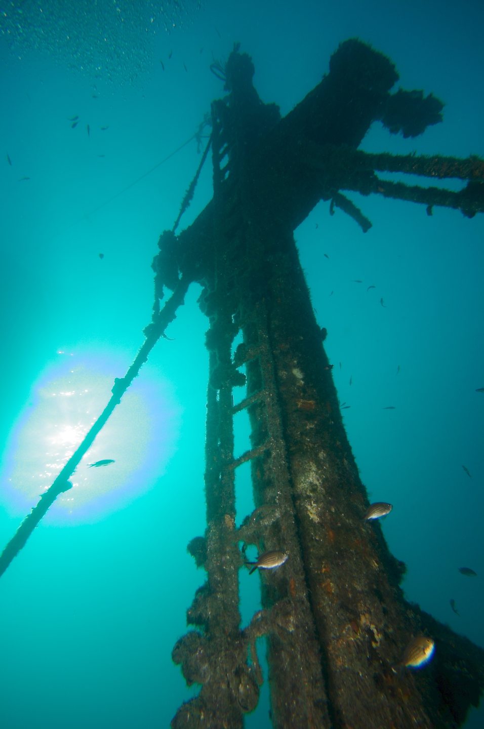 Shipwreck Peltastis