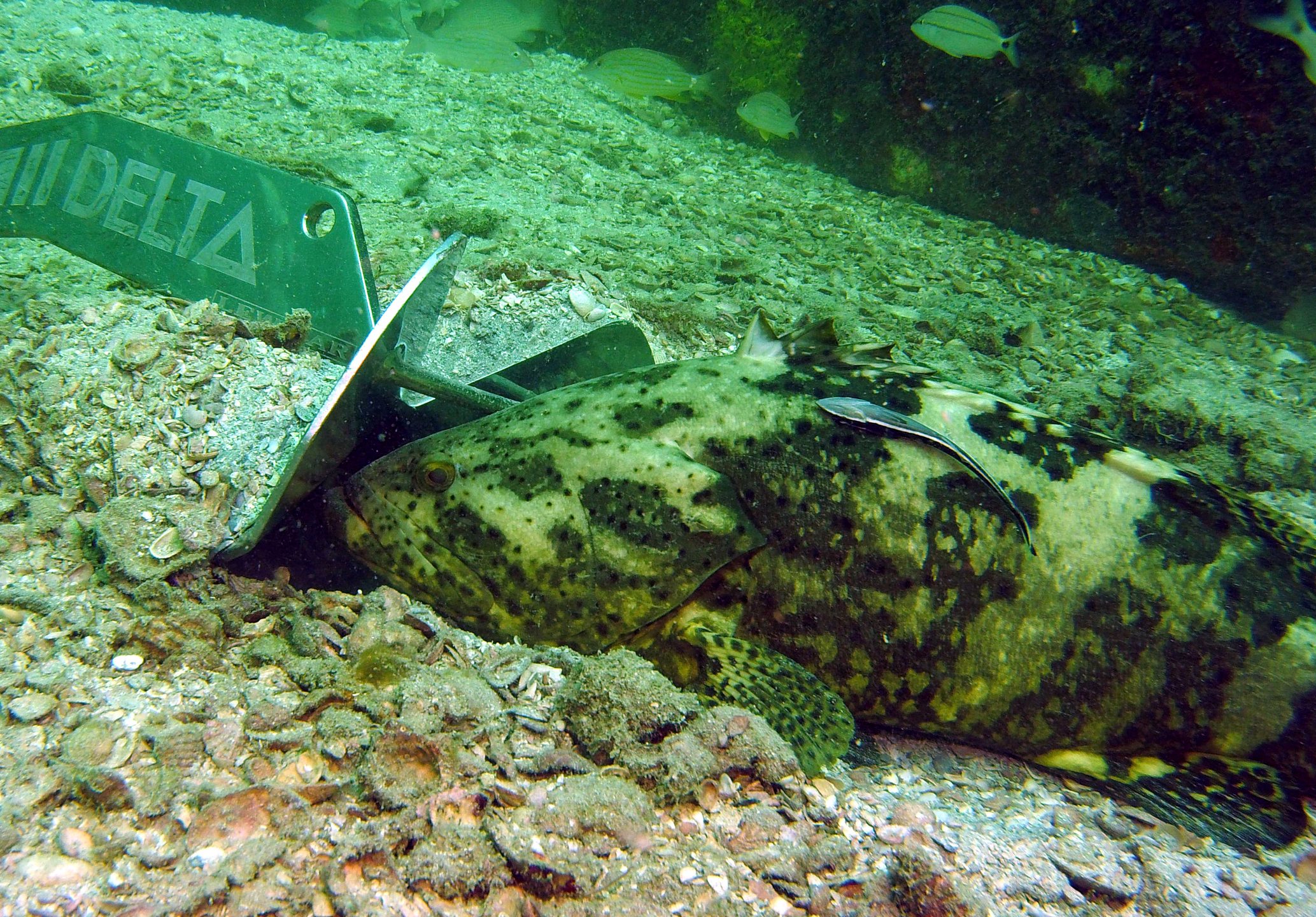 Second Reef photo 4