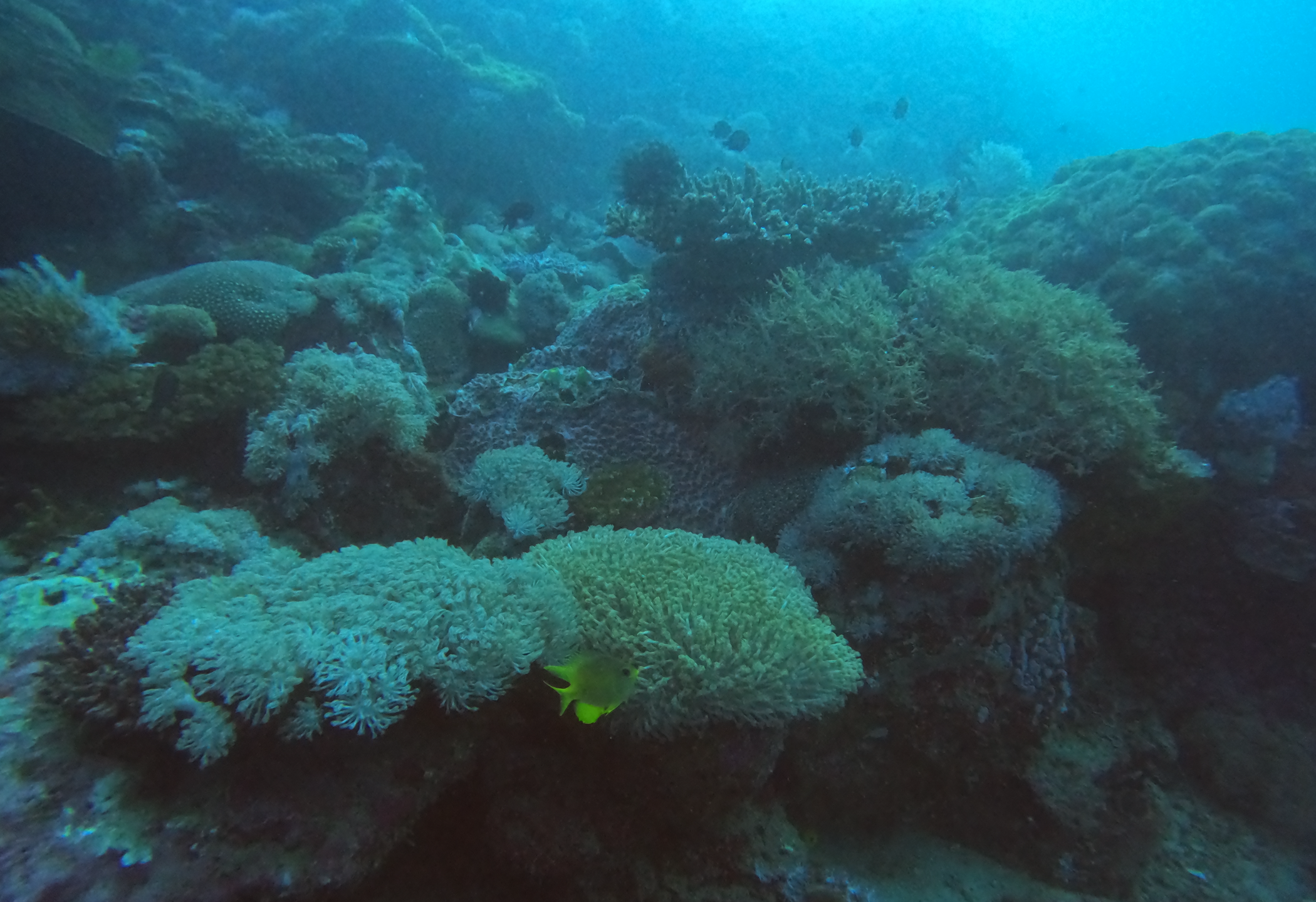 Japanese Wreck photo 2