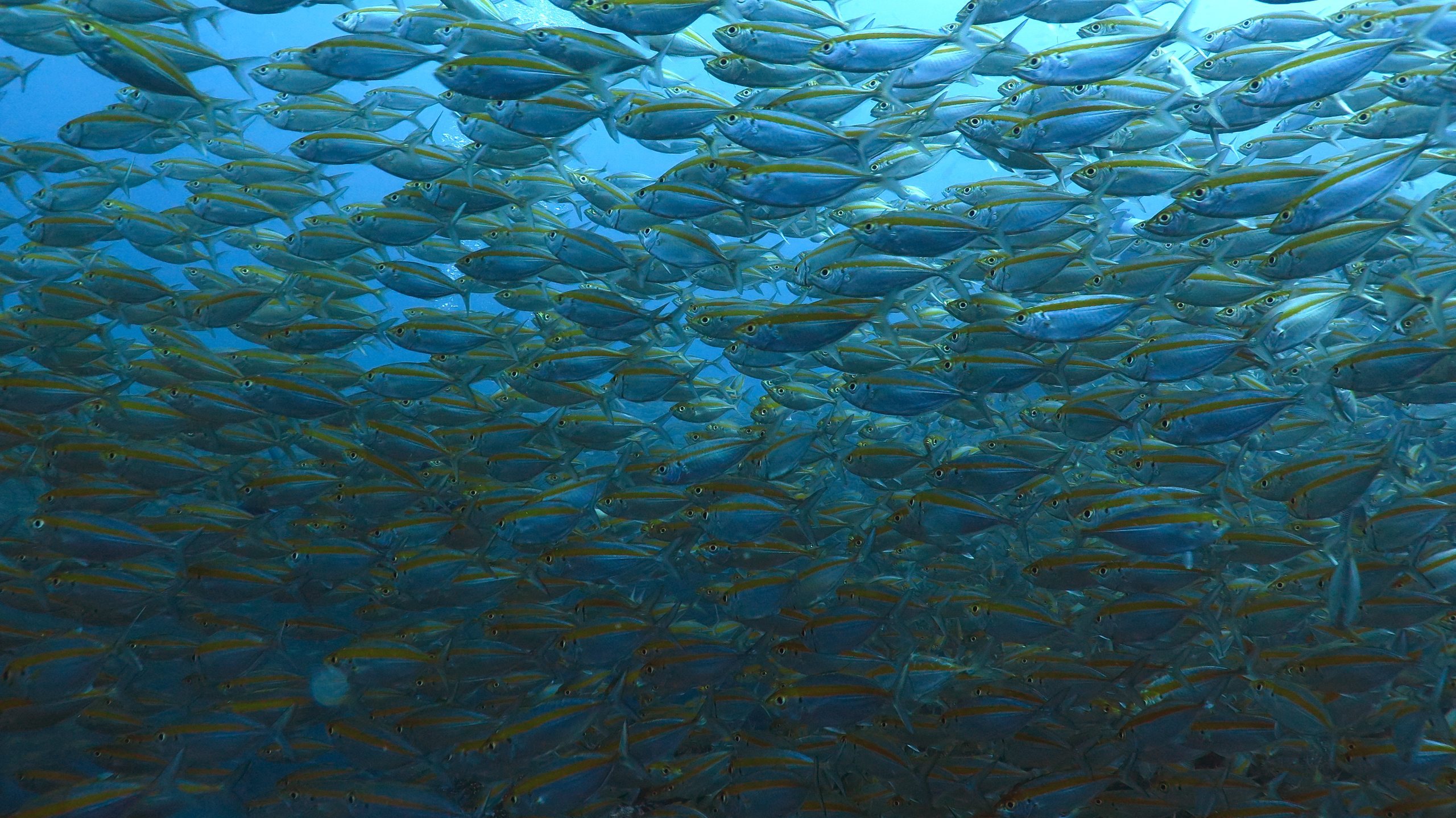 Chumphon Pinnacle photo 7