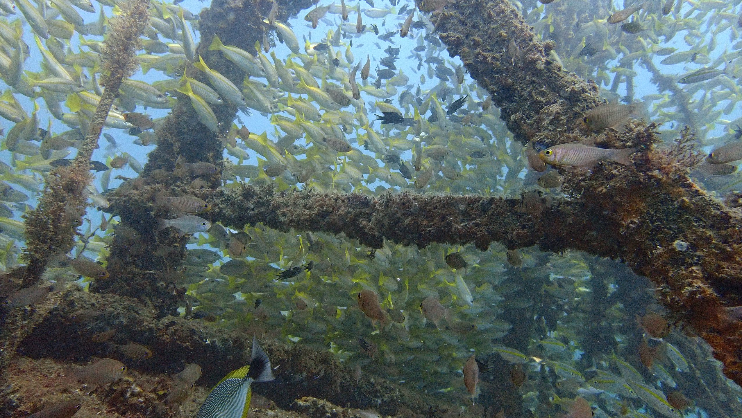 SAN CHOI WRECK photo 5