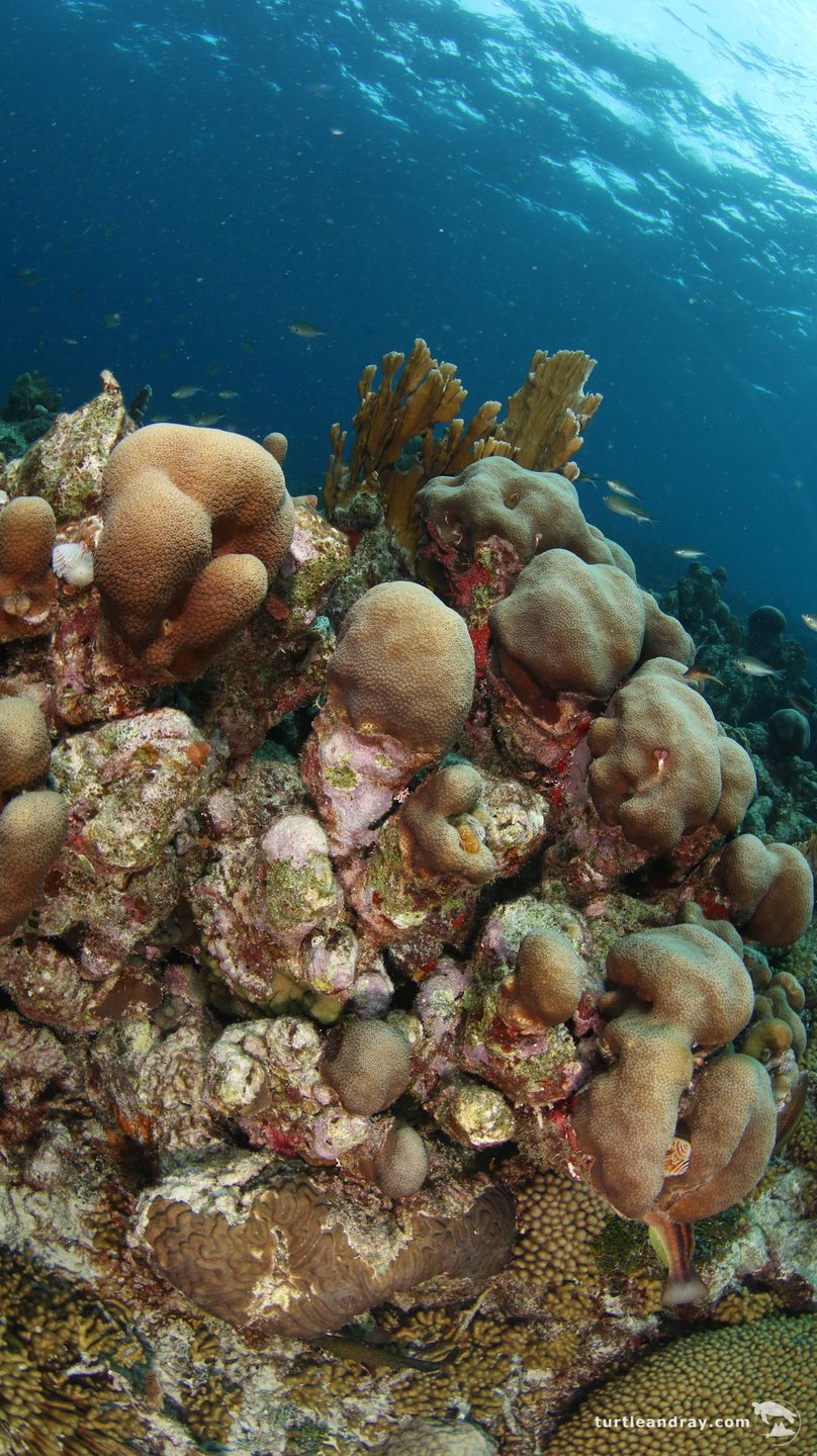 Director's bay Housereef of CURious 2 DIVE