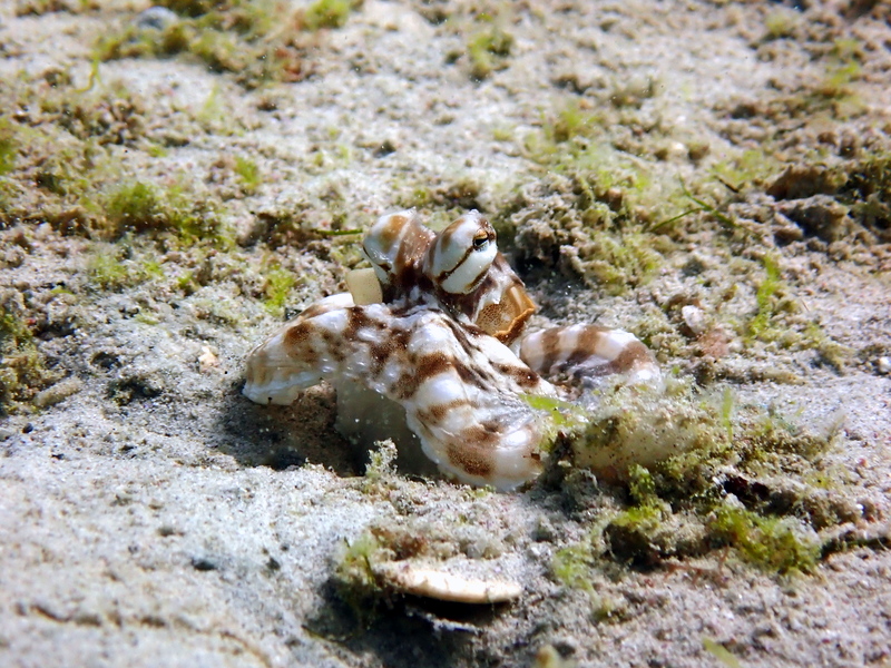 Kata Beach North Reef photo 4